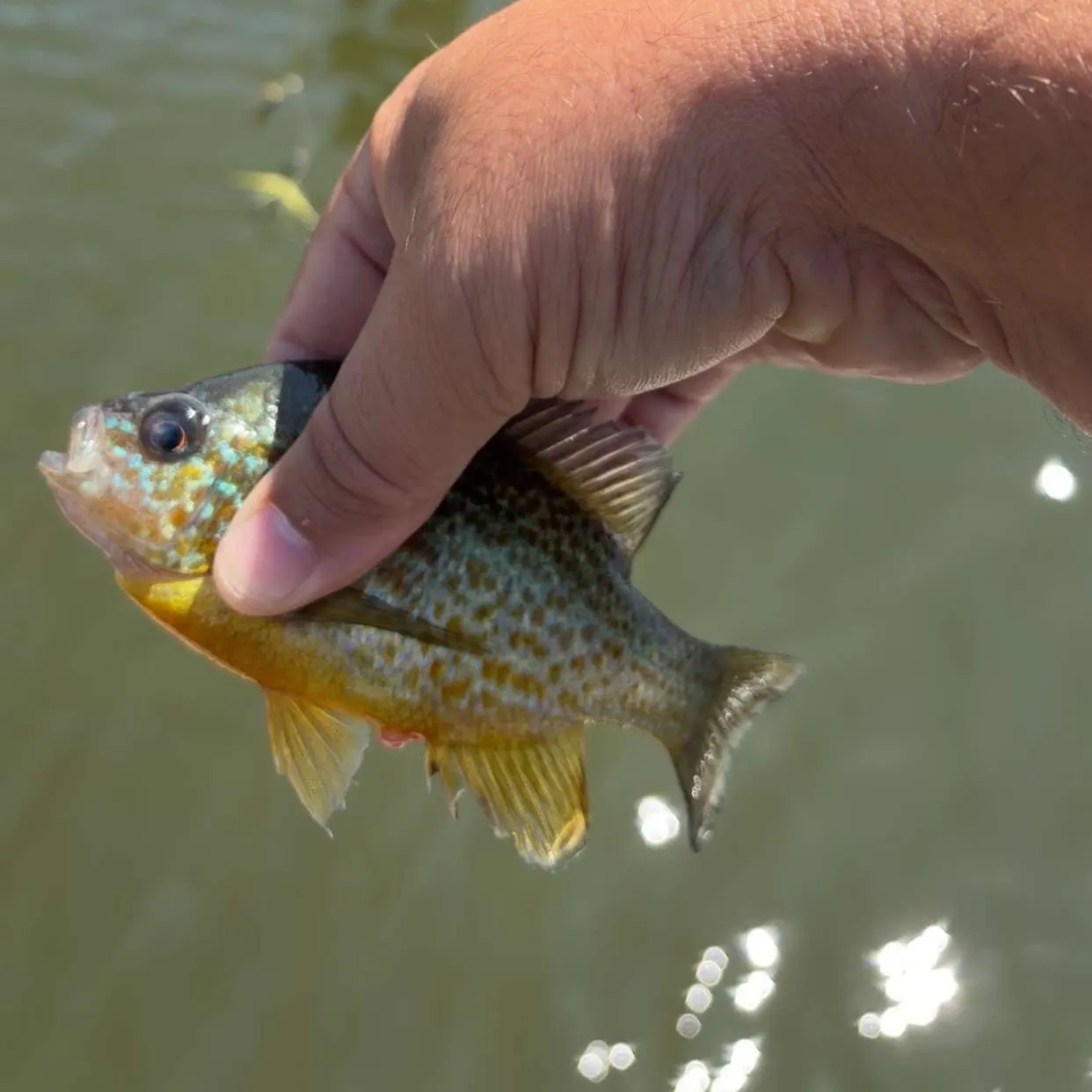 Redbreast sunfish caught on Fishbrain
