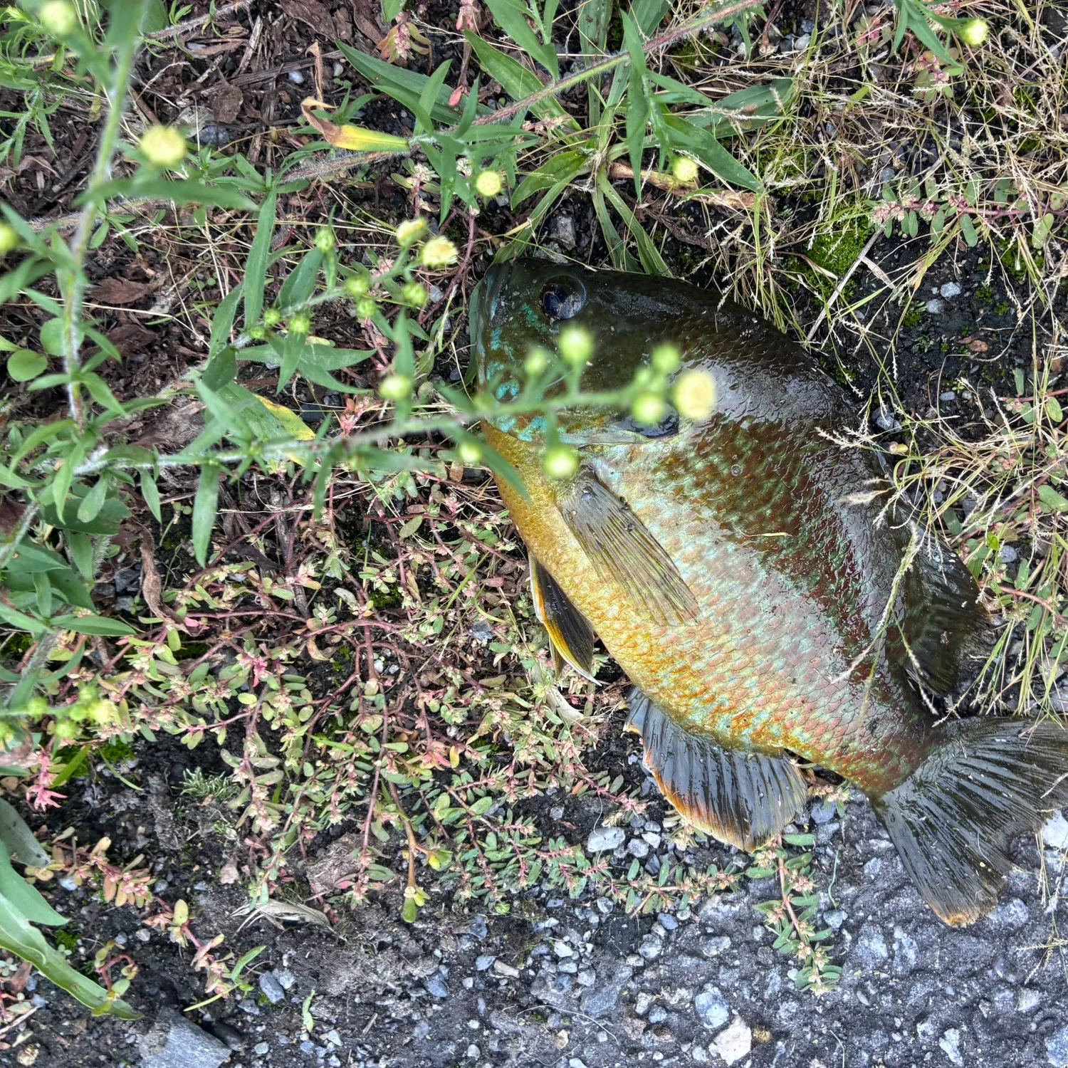 Greengill hybrid caught on Fishbrain