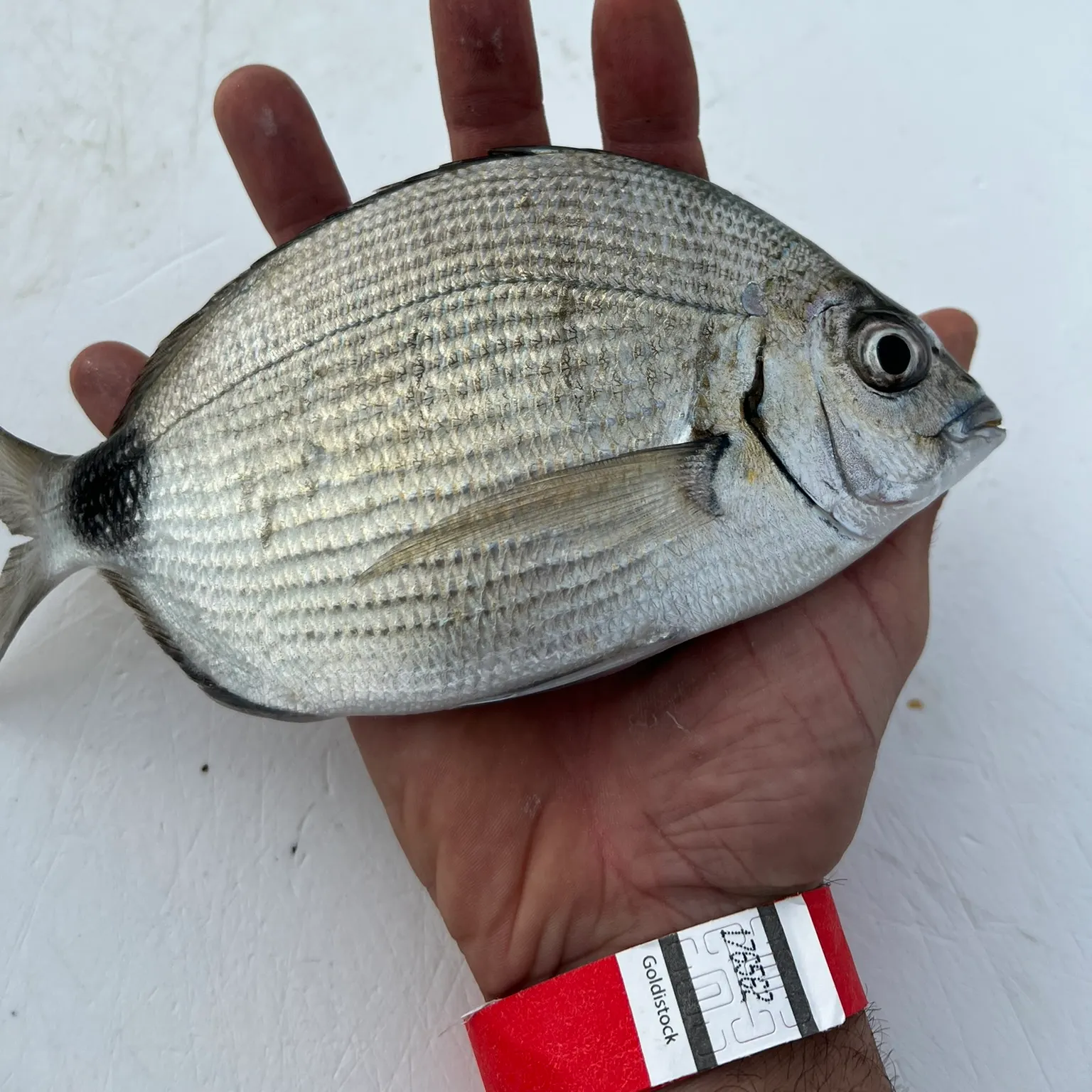 The most recent Spottail seabream catches on Fishbrain