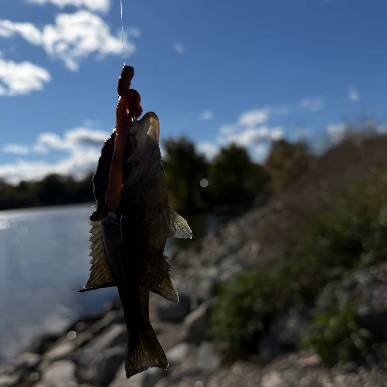 Green sunfish caught on Fishbrain