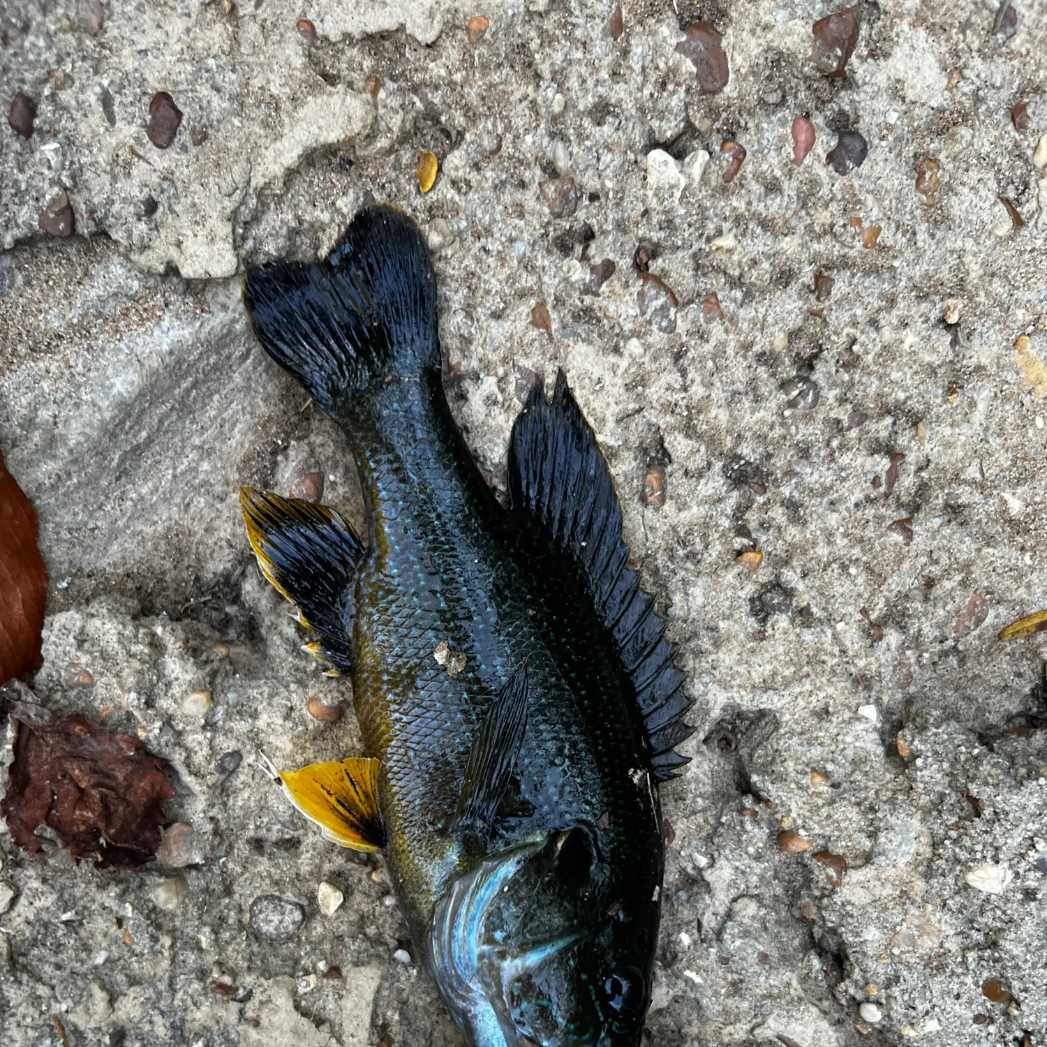 The most recent Alligator x longnose gar catches on Fishbrain