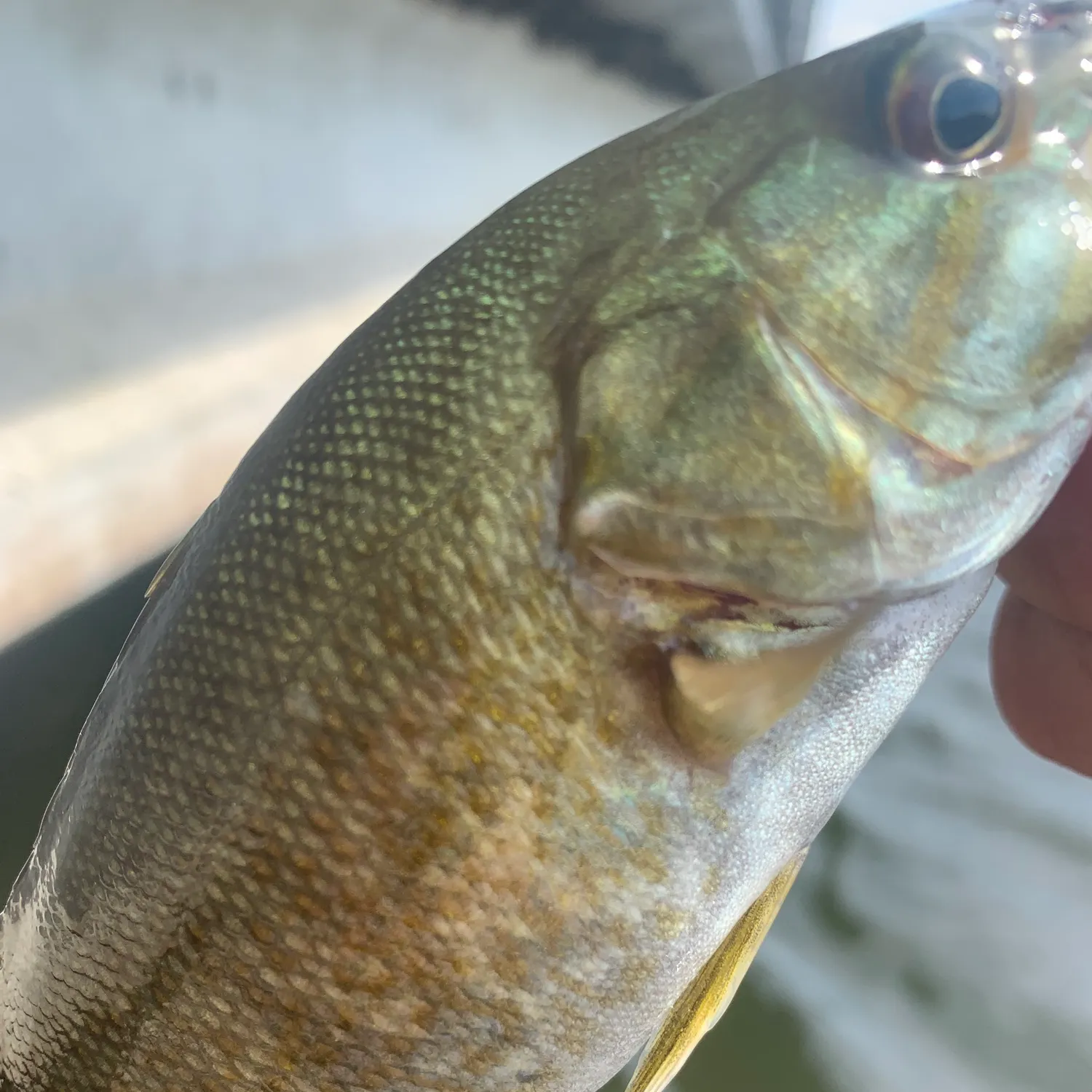 Smallmouth bass caught on Fishbrain