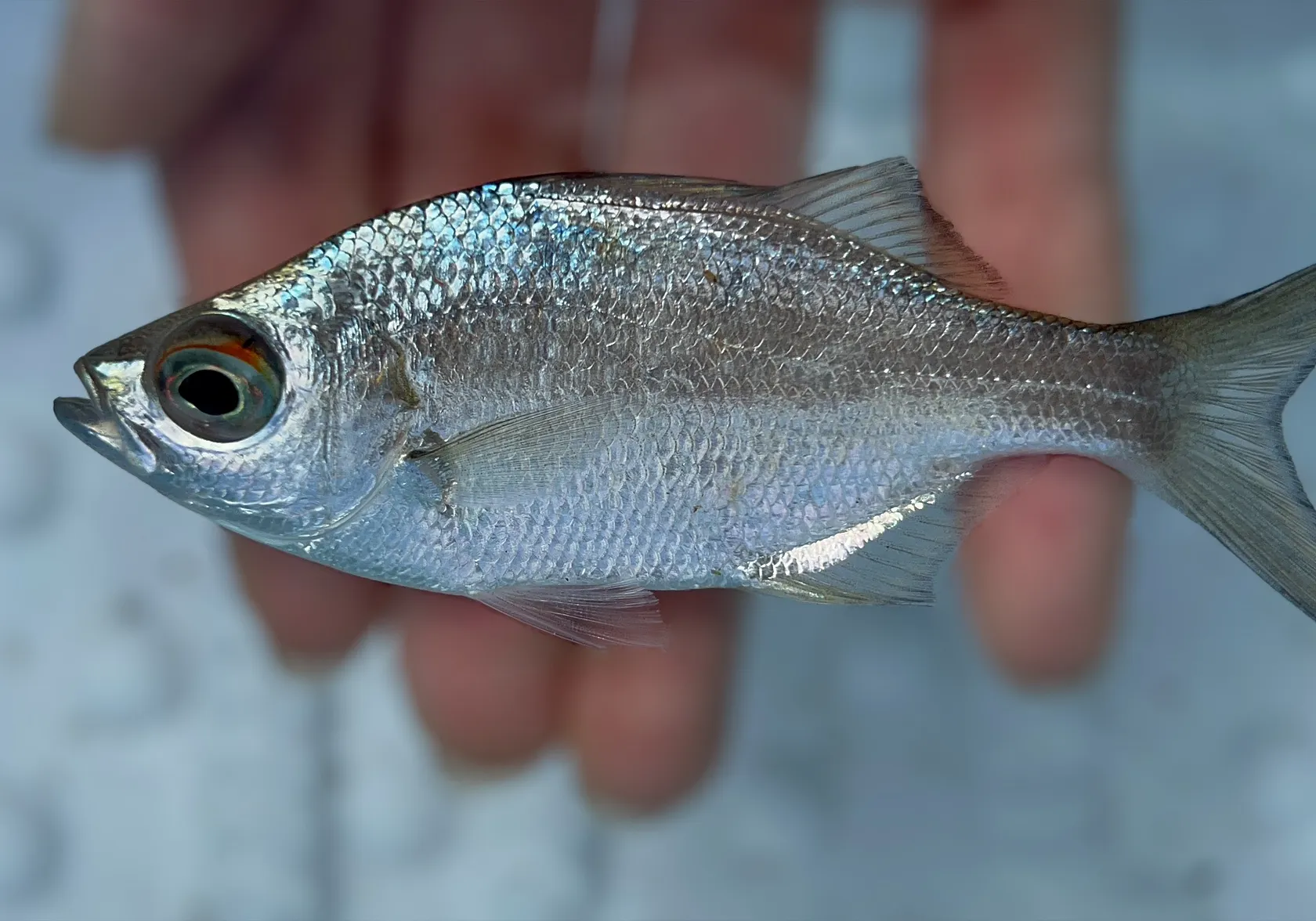 Hawaiian Flagtail