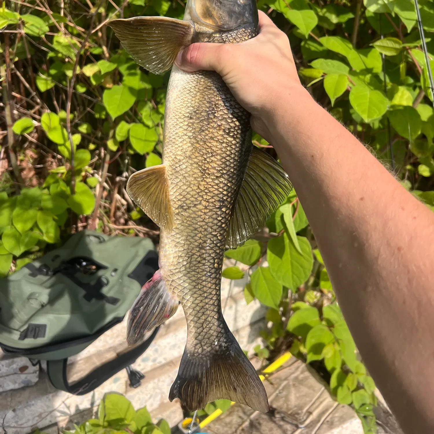 The most recent White sucker catches on Fishbrain