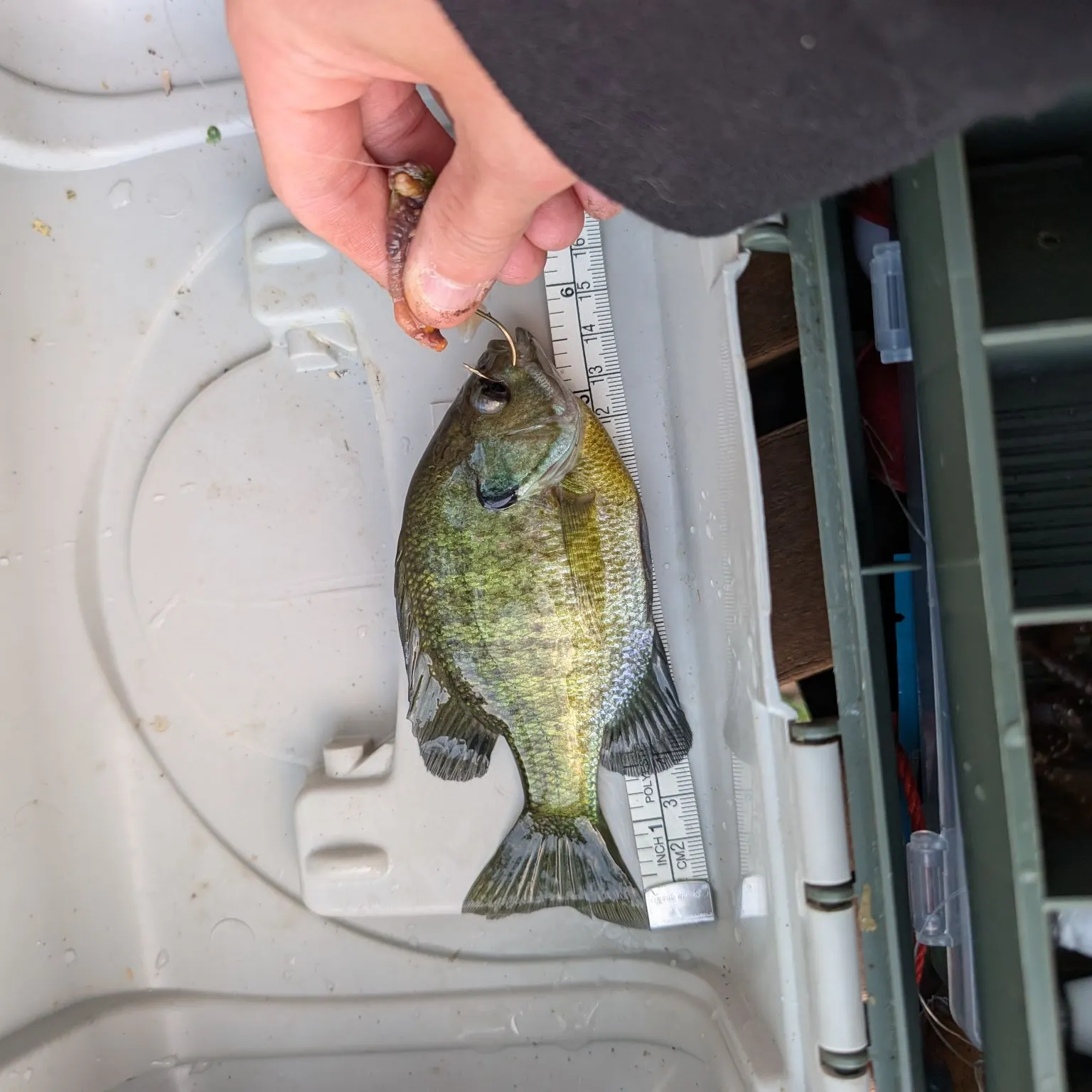 Bluegill caught on Fishbrain