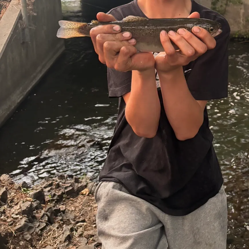 Rainbow trout caught on Fishbrain