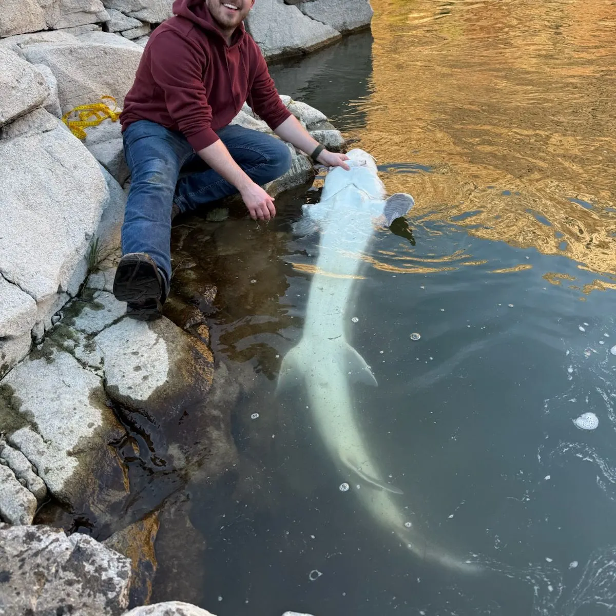 The most recent White sturgeon catches on Fishbrain
