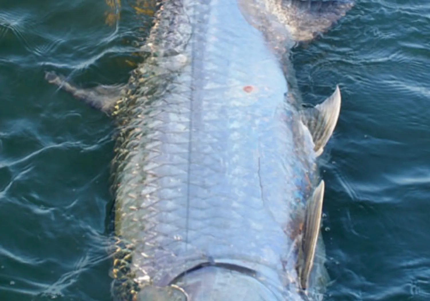 Emerald shiner