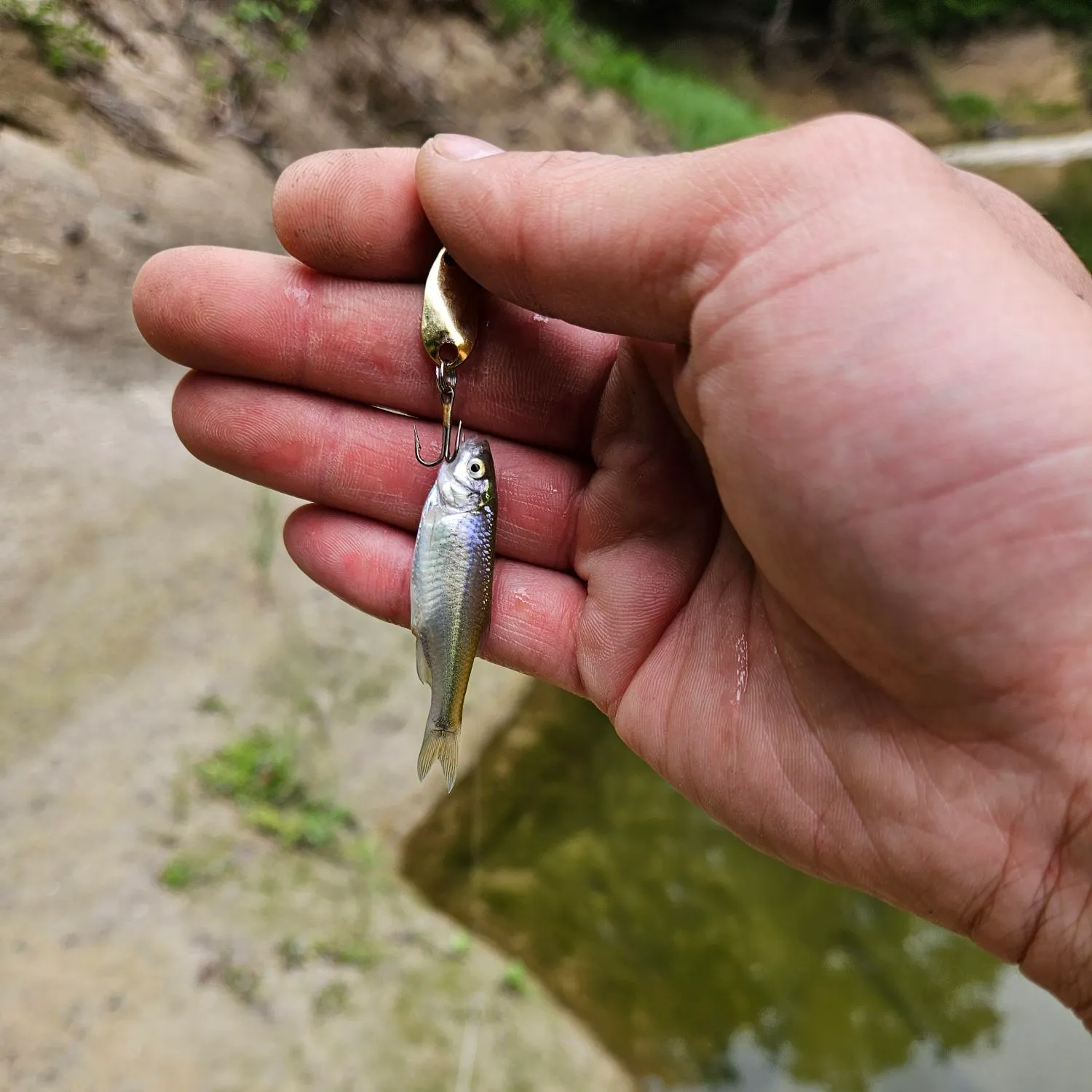 The most recent Western blacktail shiner catches on Fishbrain