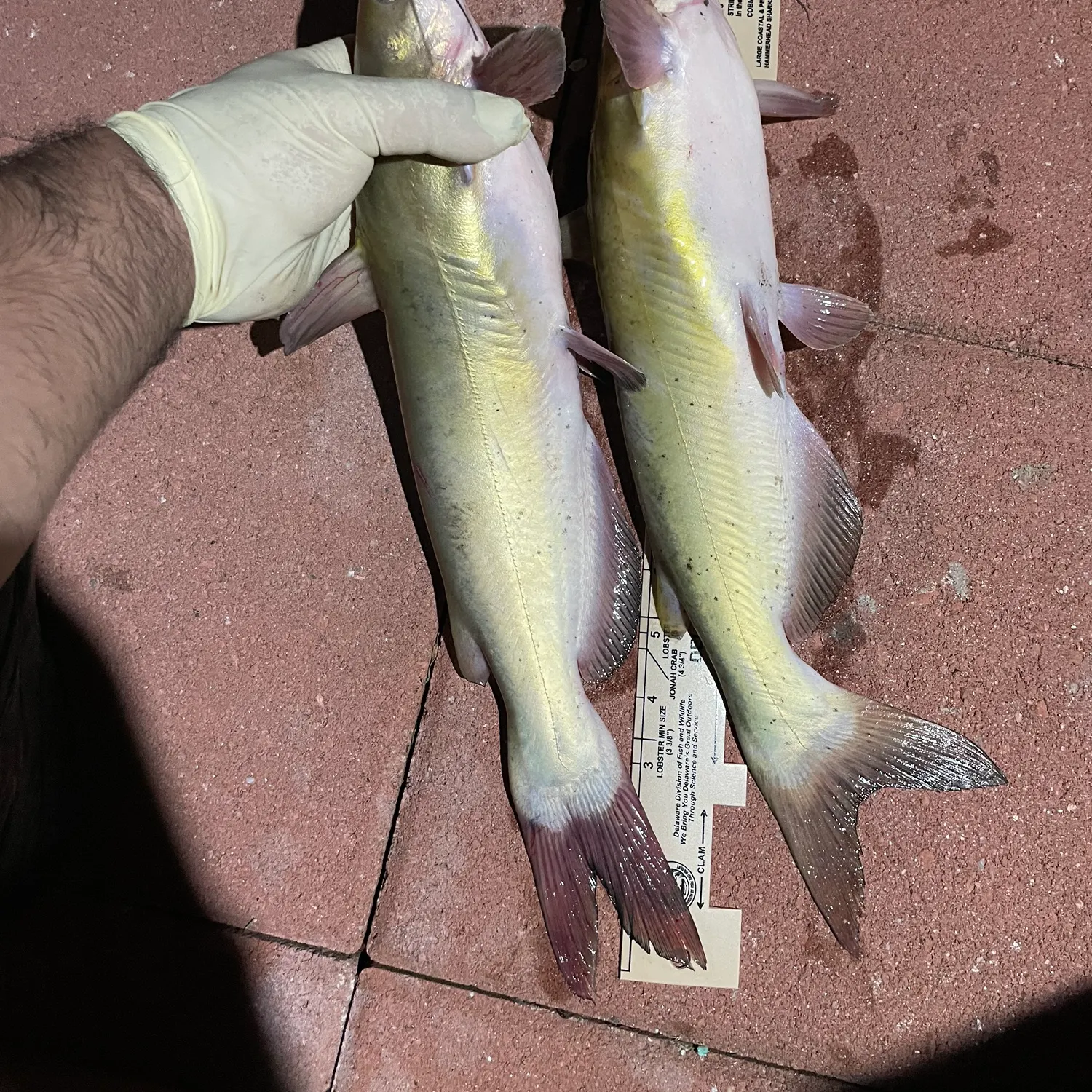 recently logged catches