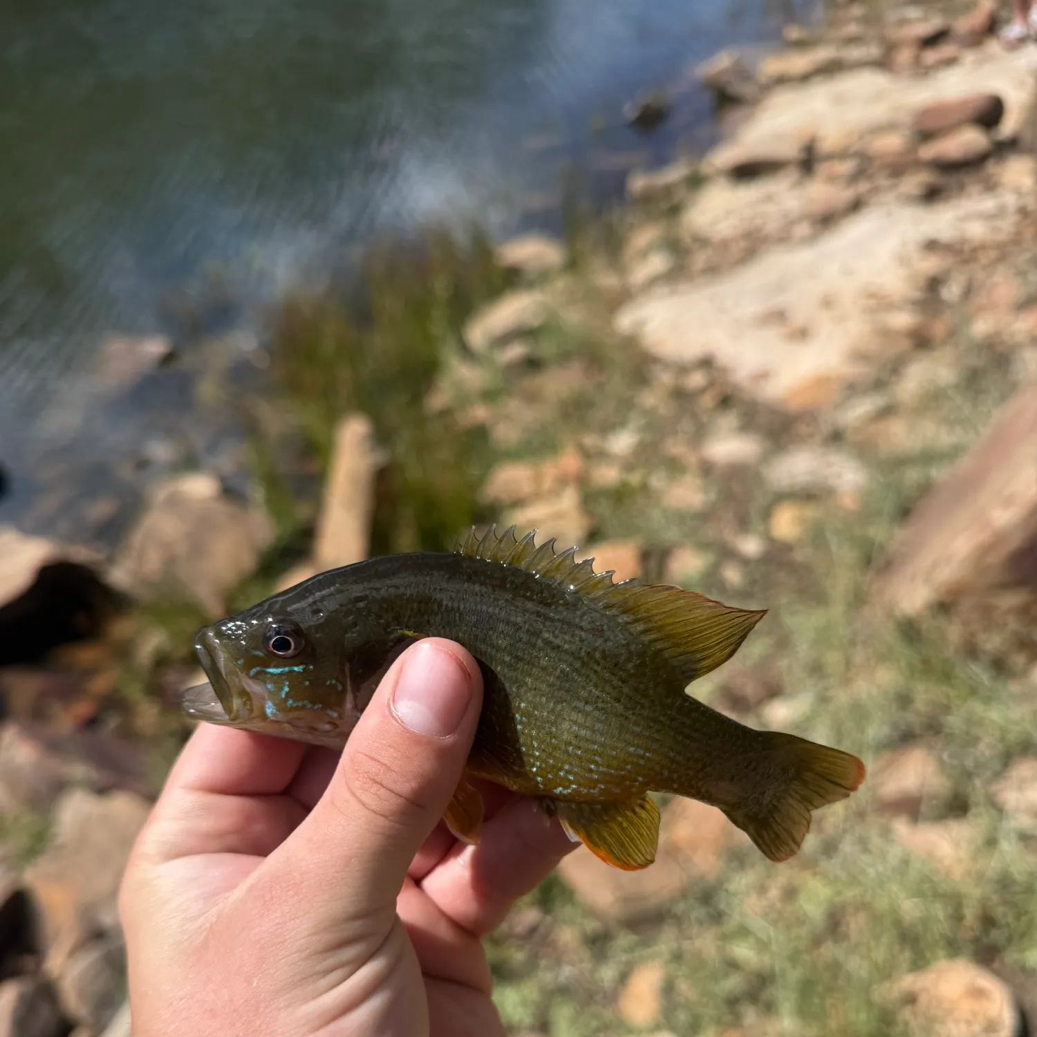 Green sunfish caught on Fishbrain