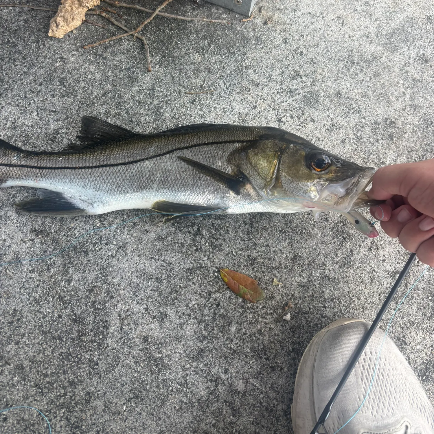 Common snook caught on Fishbrain