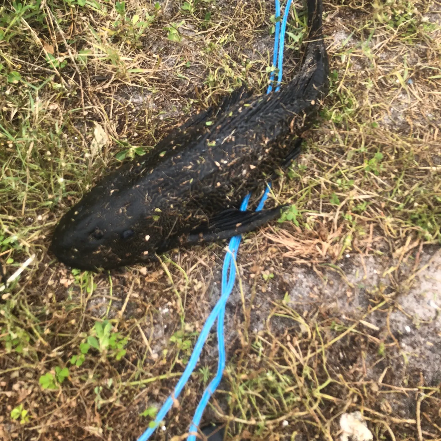 Suckermouth catfish caught on Fishbrain