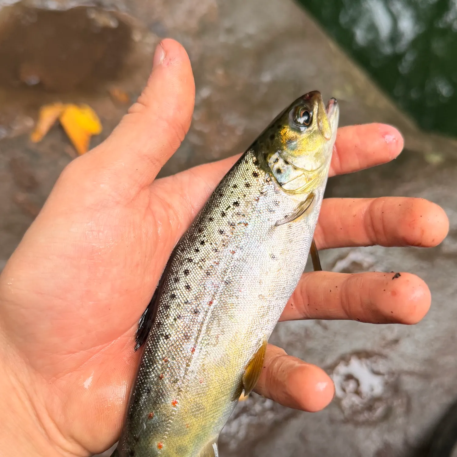 Brown trout caught on Fishbrain