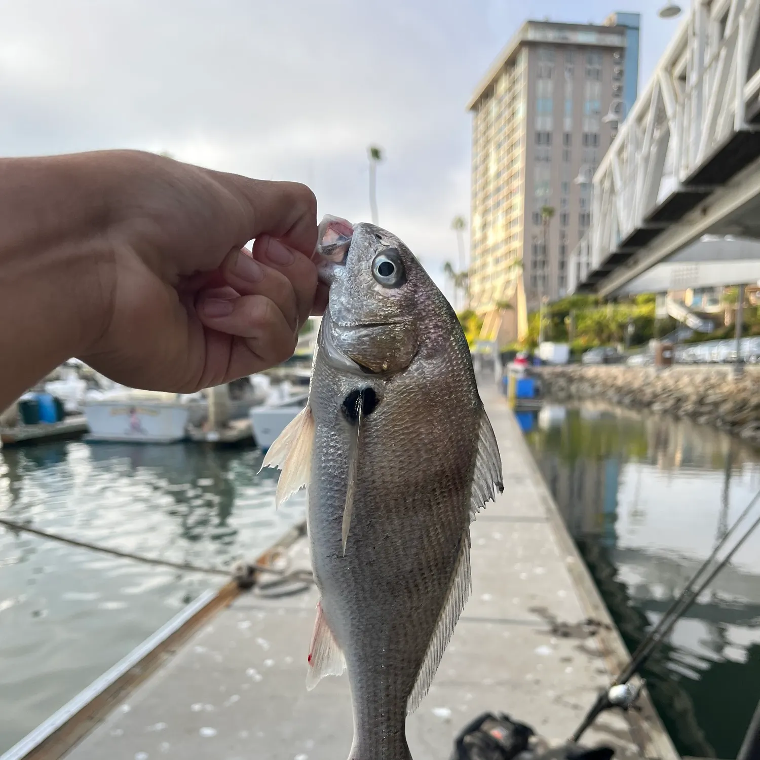 The most recent Spotfin croaker catches on Fishbrain