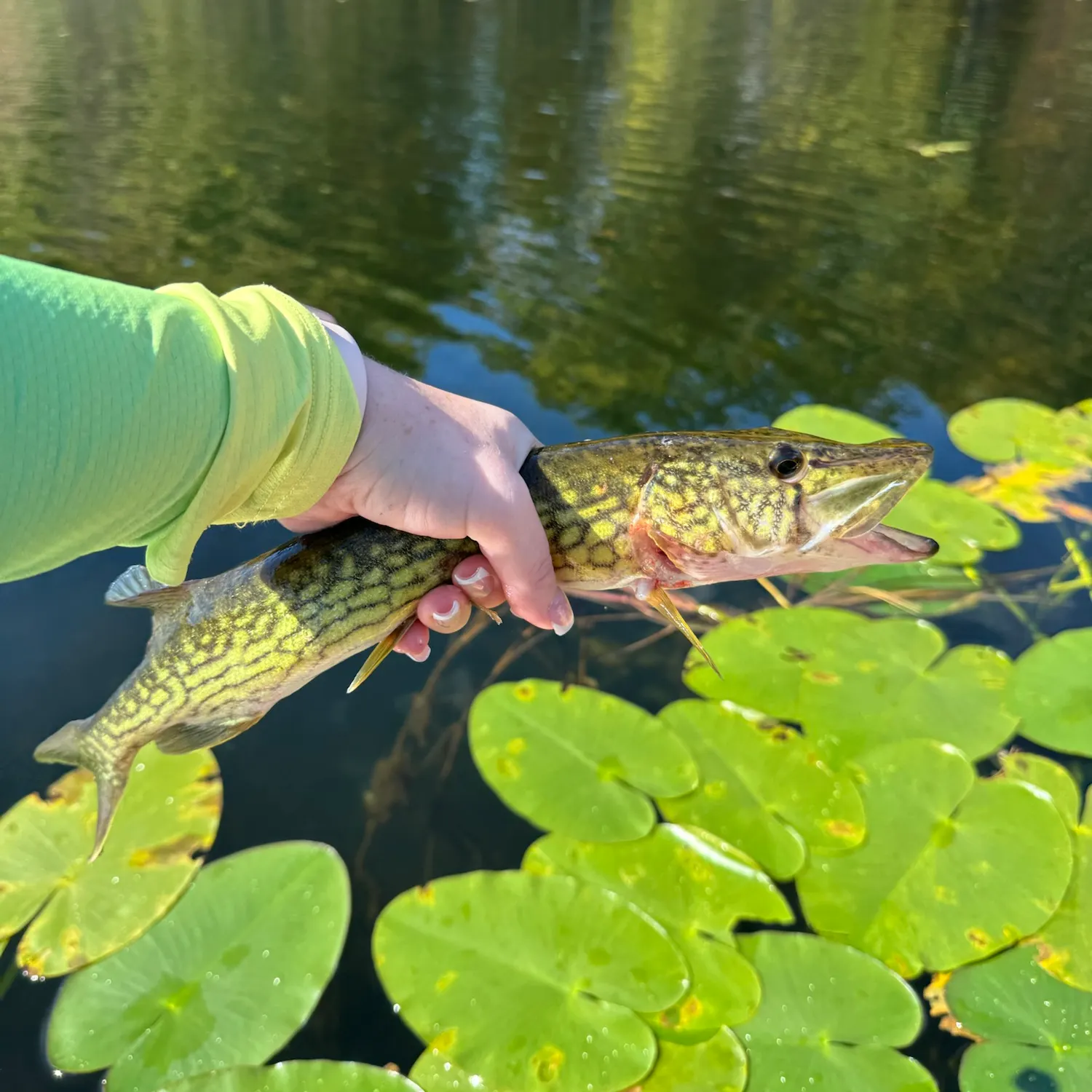 Chain pickerel caught on Fishbrain