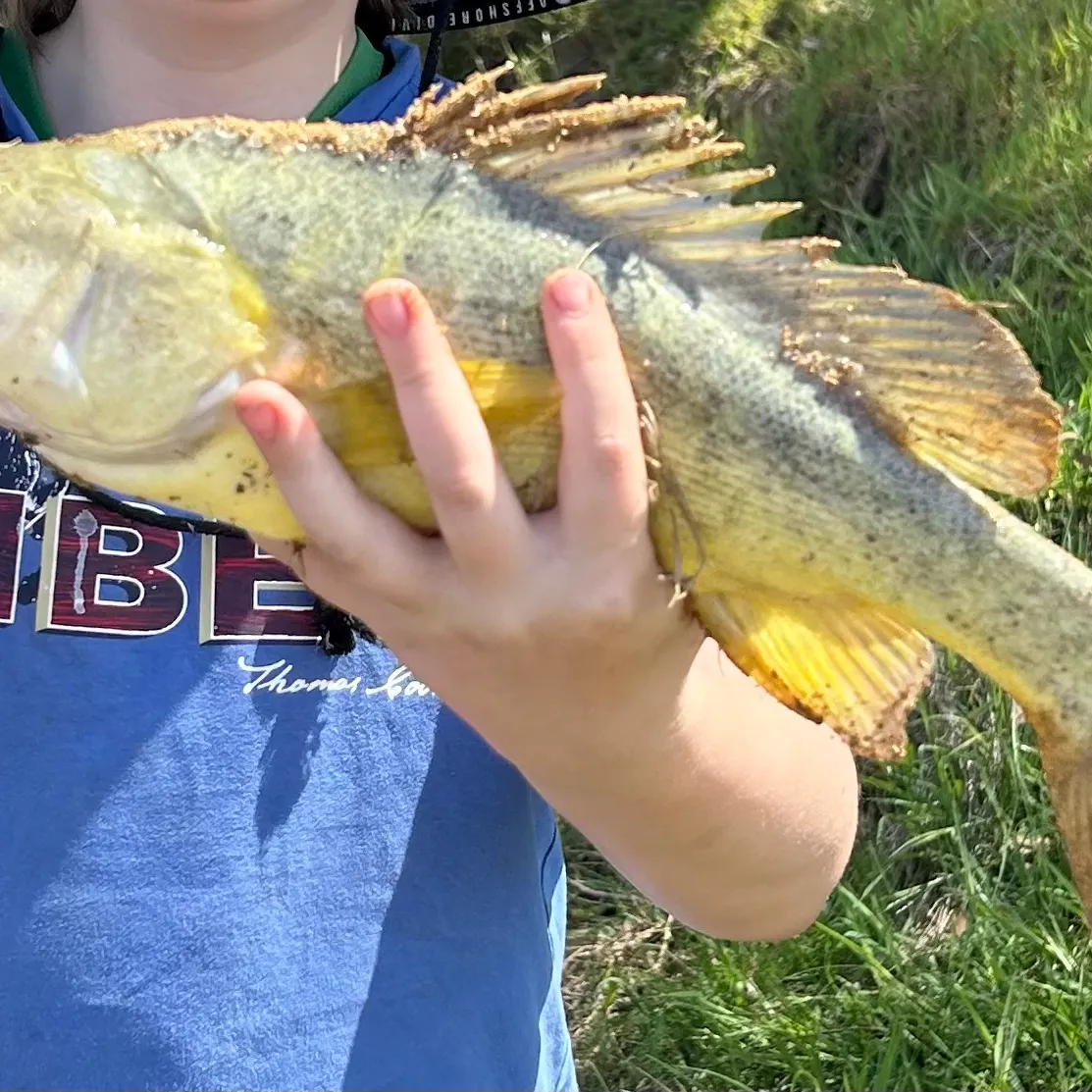 The most recent Golden perch catches on Fishbrain