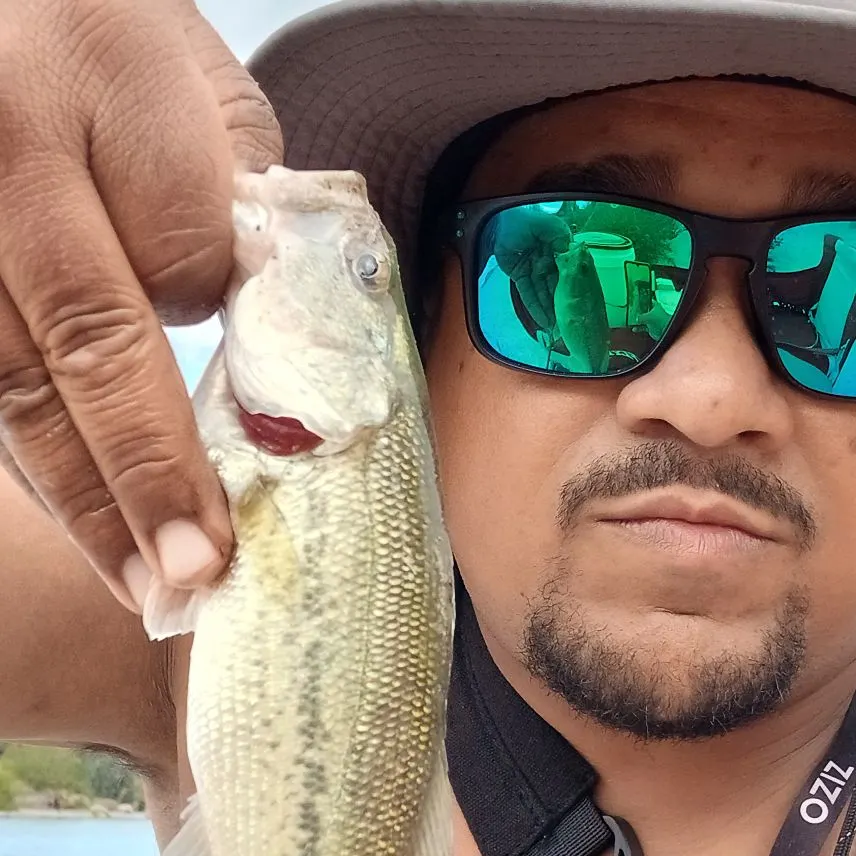 Spotted bass caught on Fishbrain