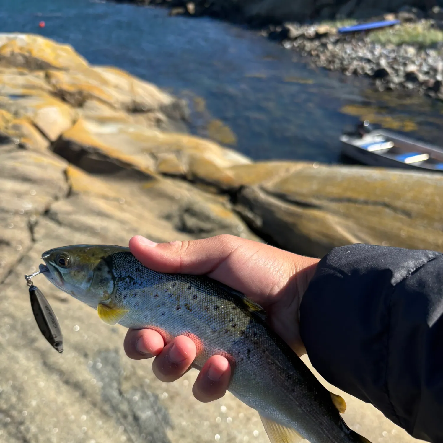 Sea trout caught on Fishbrain