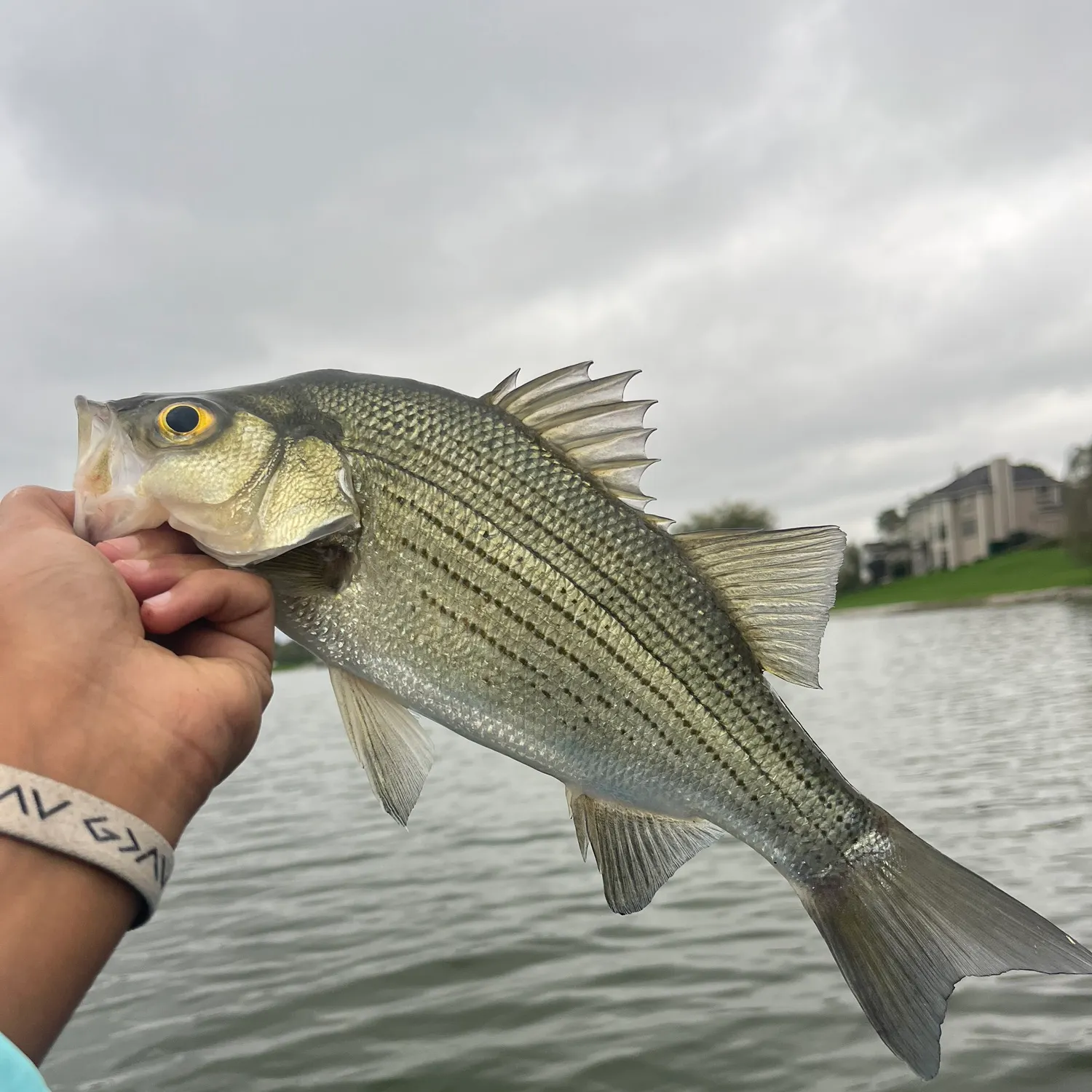 Wiper caught on Fishbrain