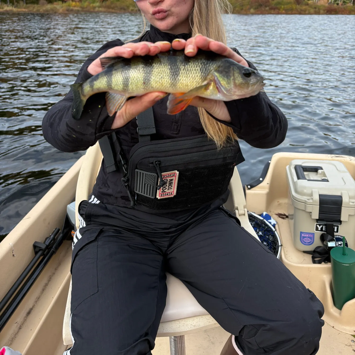 Yellow perch caught on Fishbrain