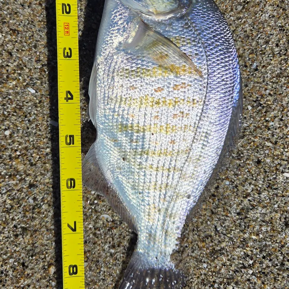Barred surfperch caught on Fishbrain