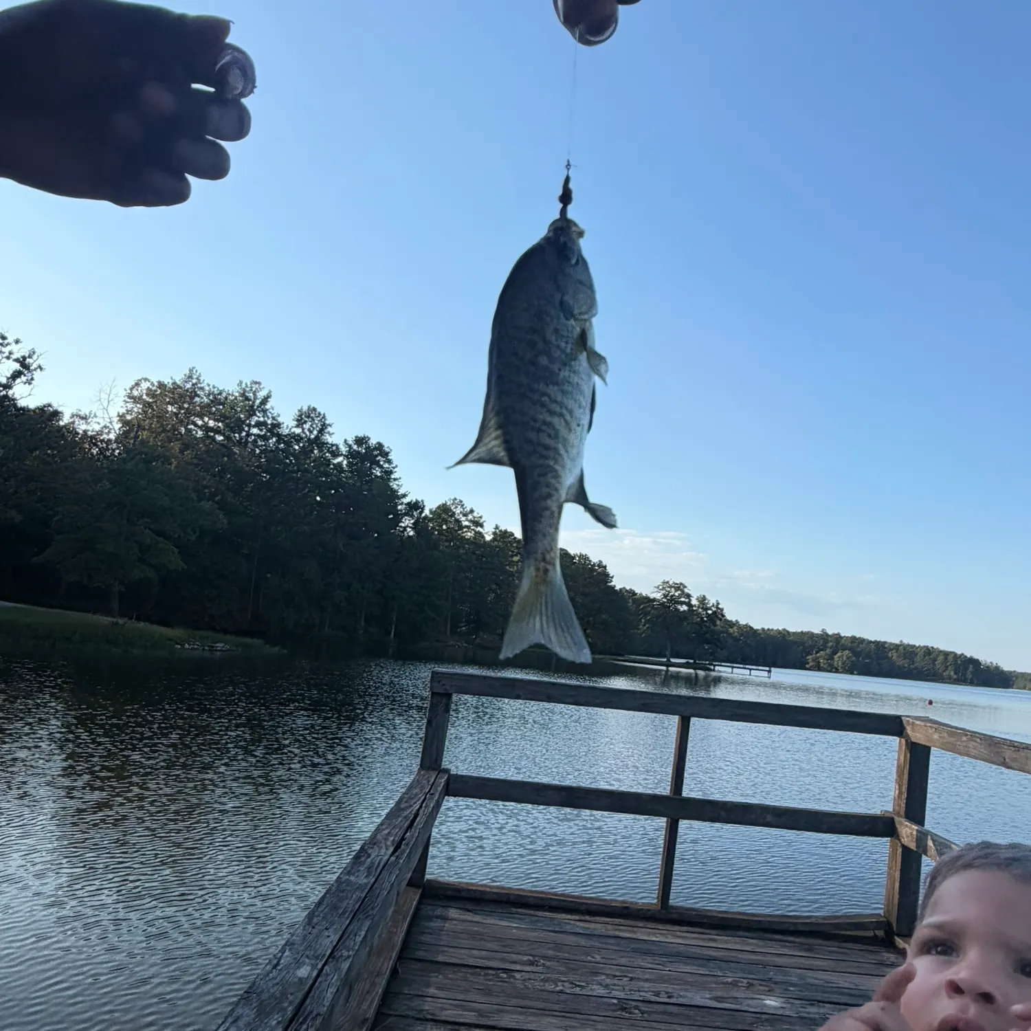 Fish caught on Fishbrain