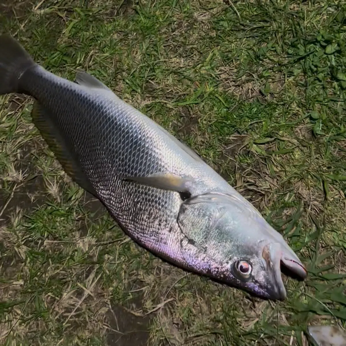 The most recent Japanese meagre catches on Fishbrain