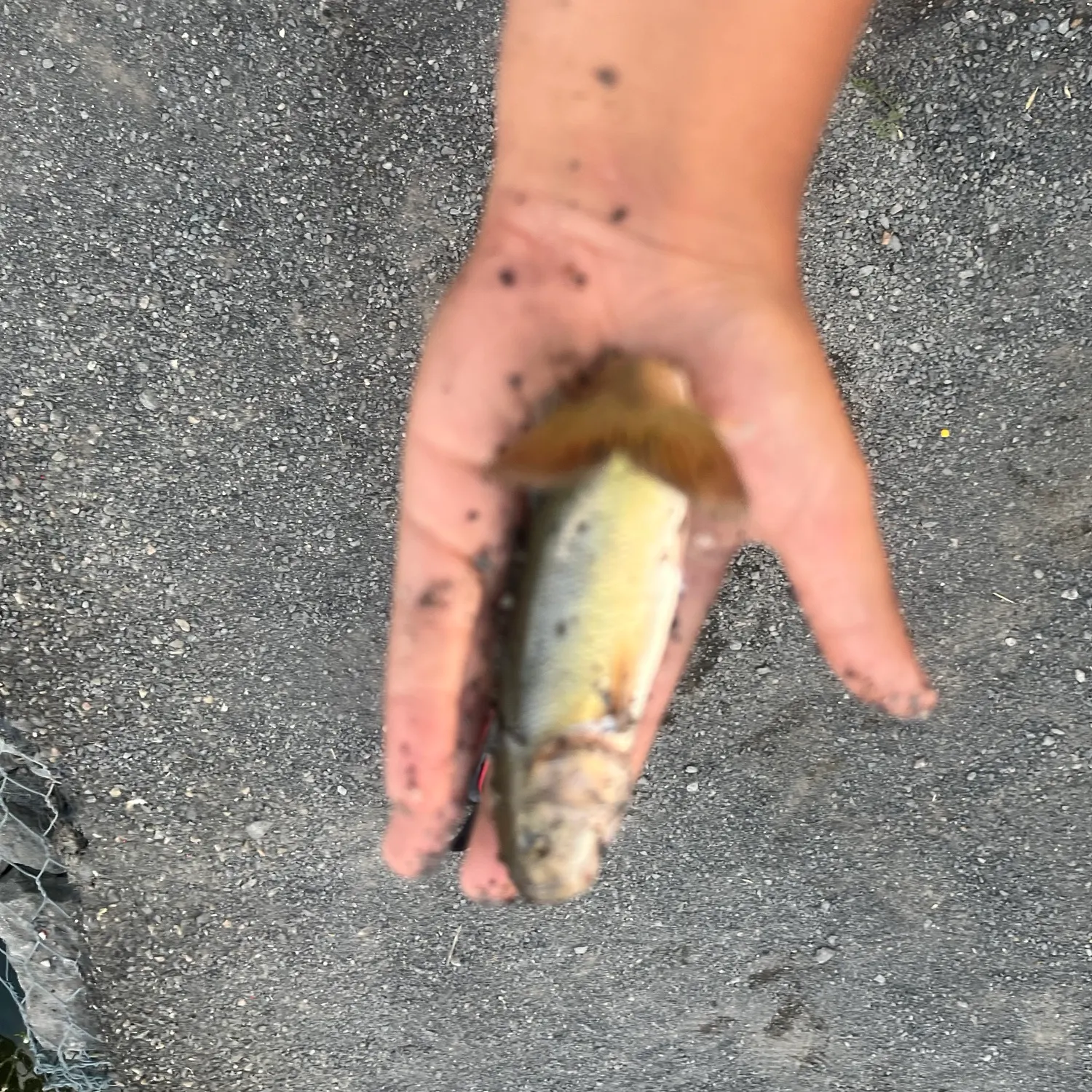 Hornyhead chub caught on Fishbrain