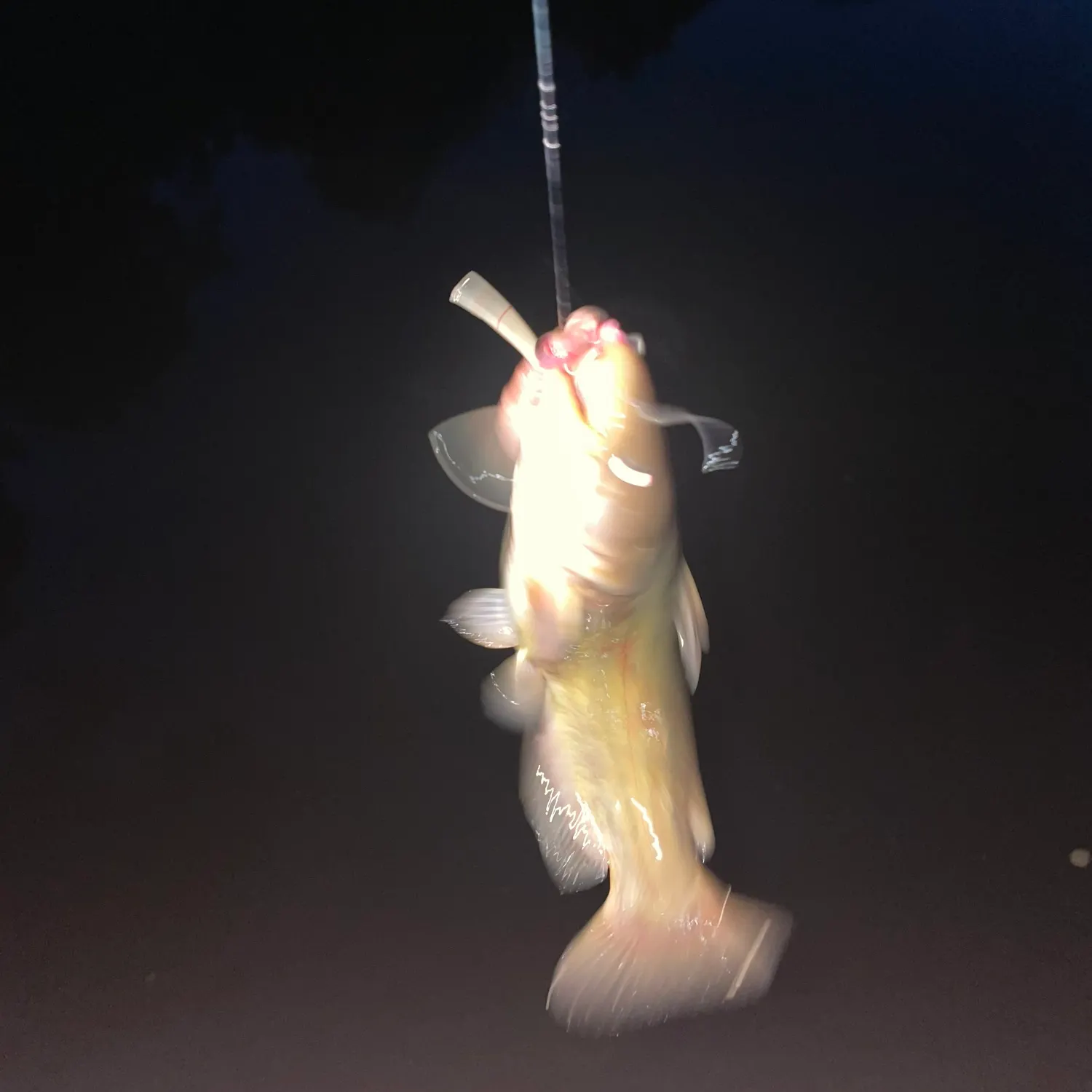 Channel catfish caught on Fishbrain