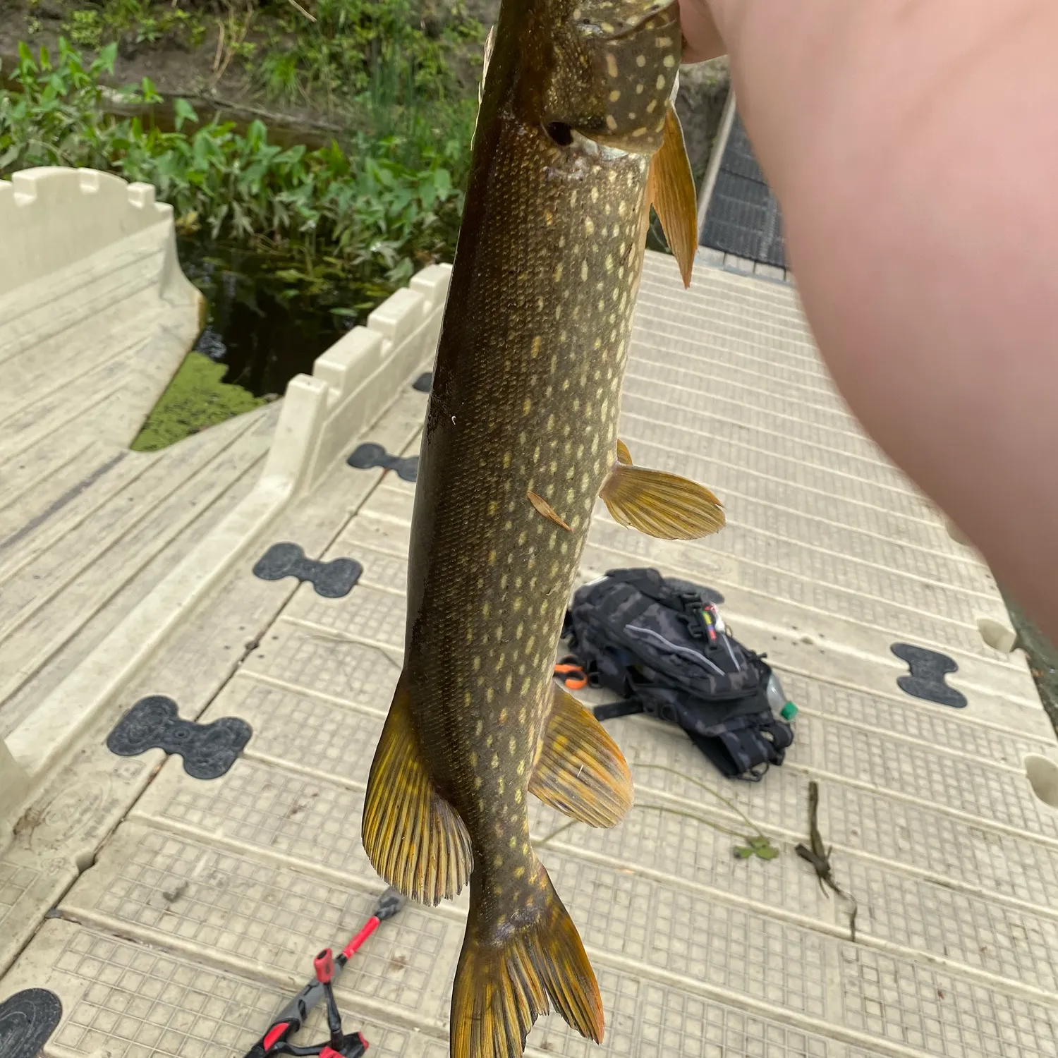 Northern pike caught on Fishbrain