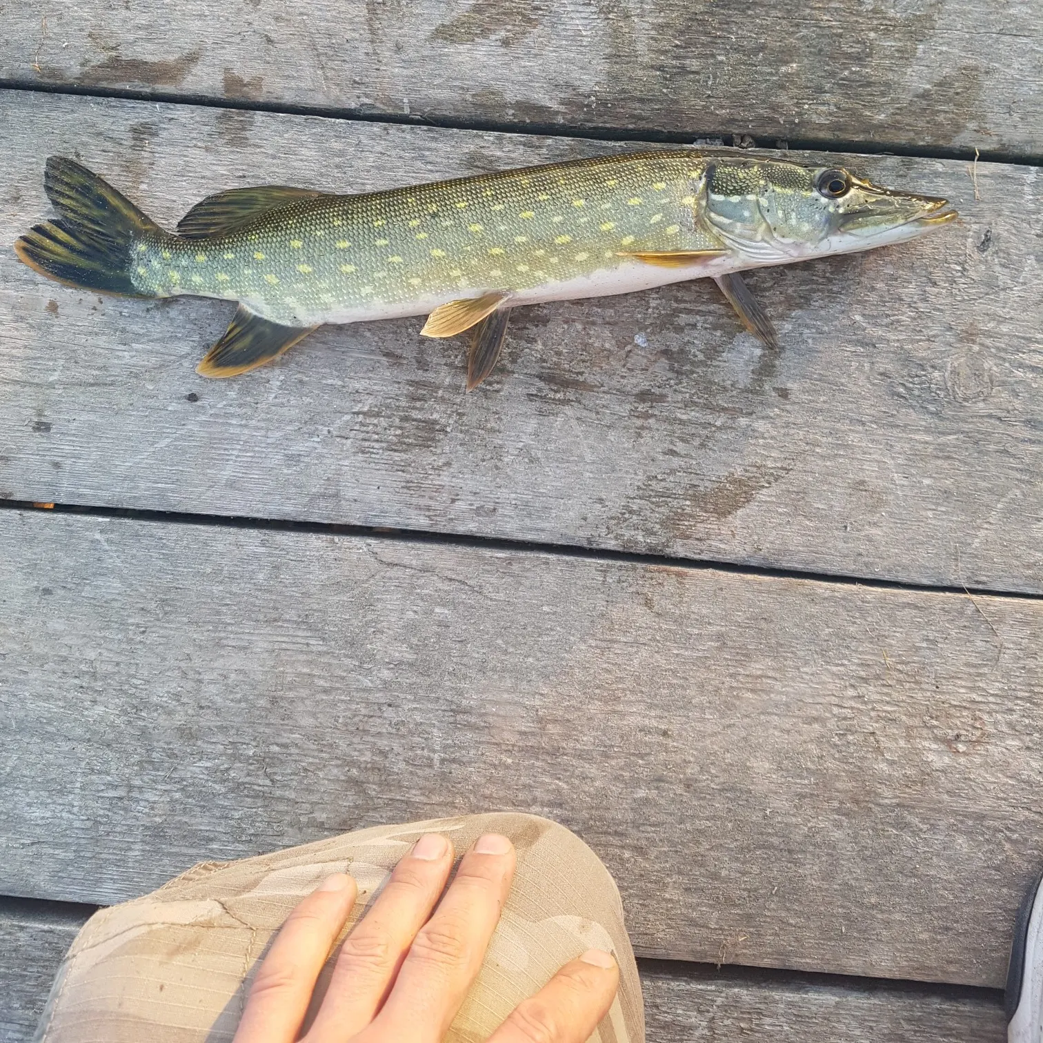 recently logged catches