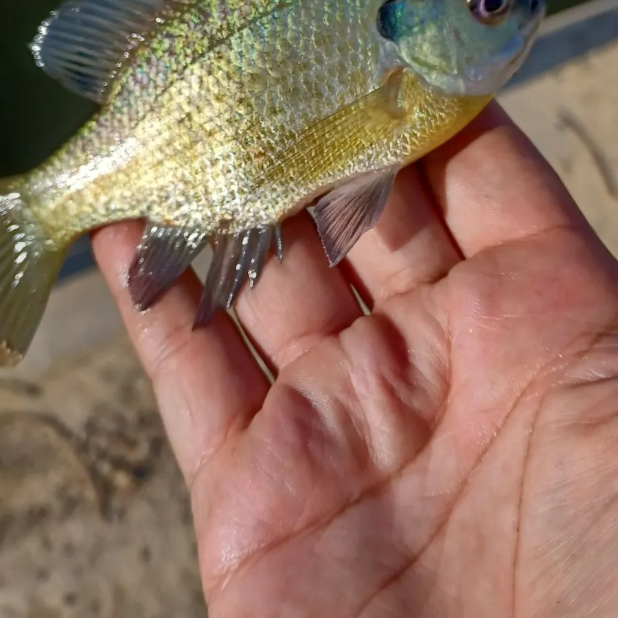 Bluegill caught on Fishbrain