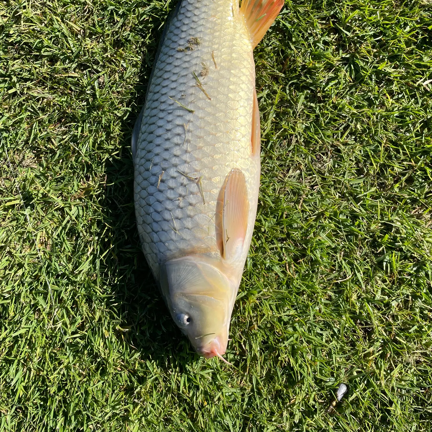 Common carp caught on Fishbrain