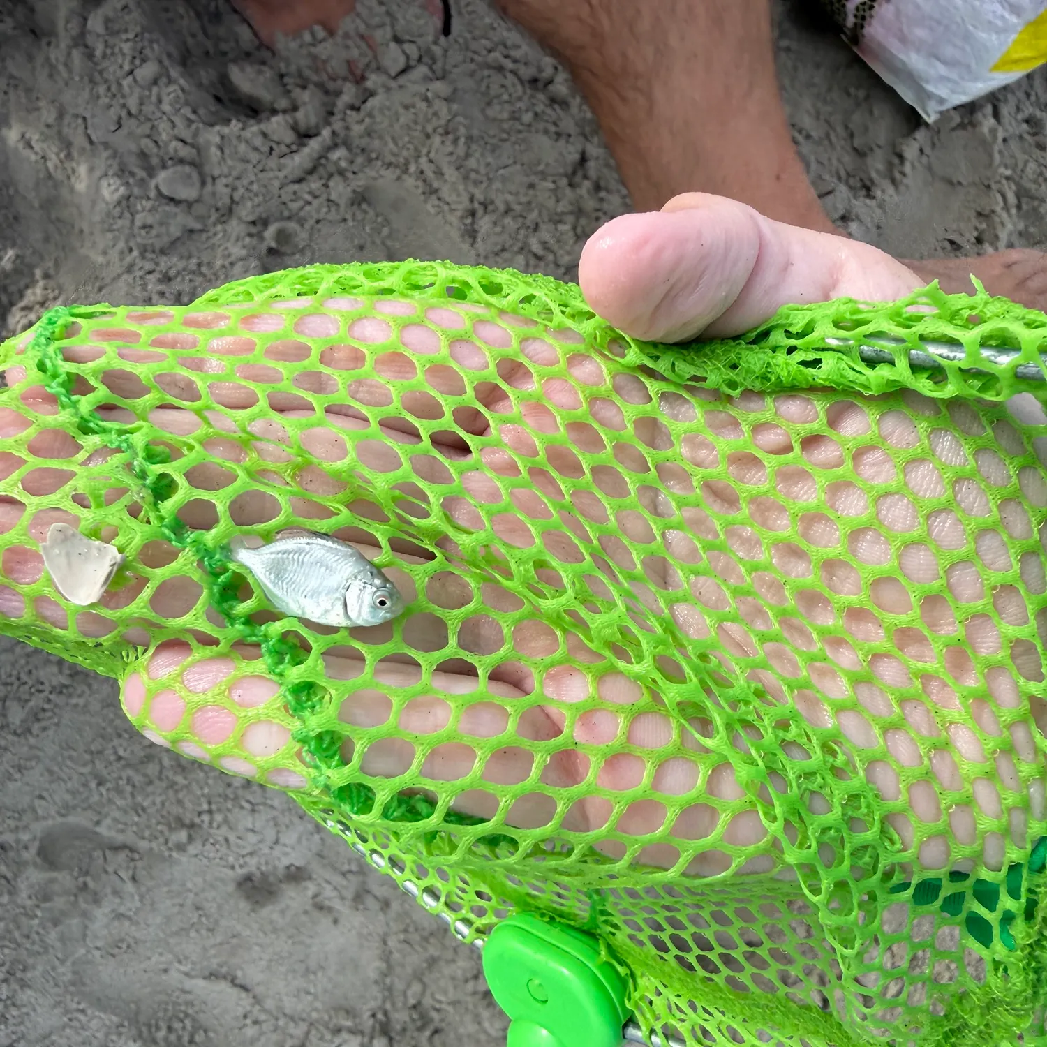 Florida pompano caught on Fishbrain