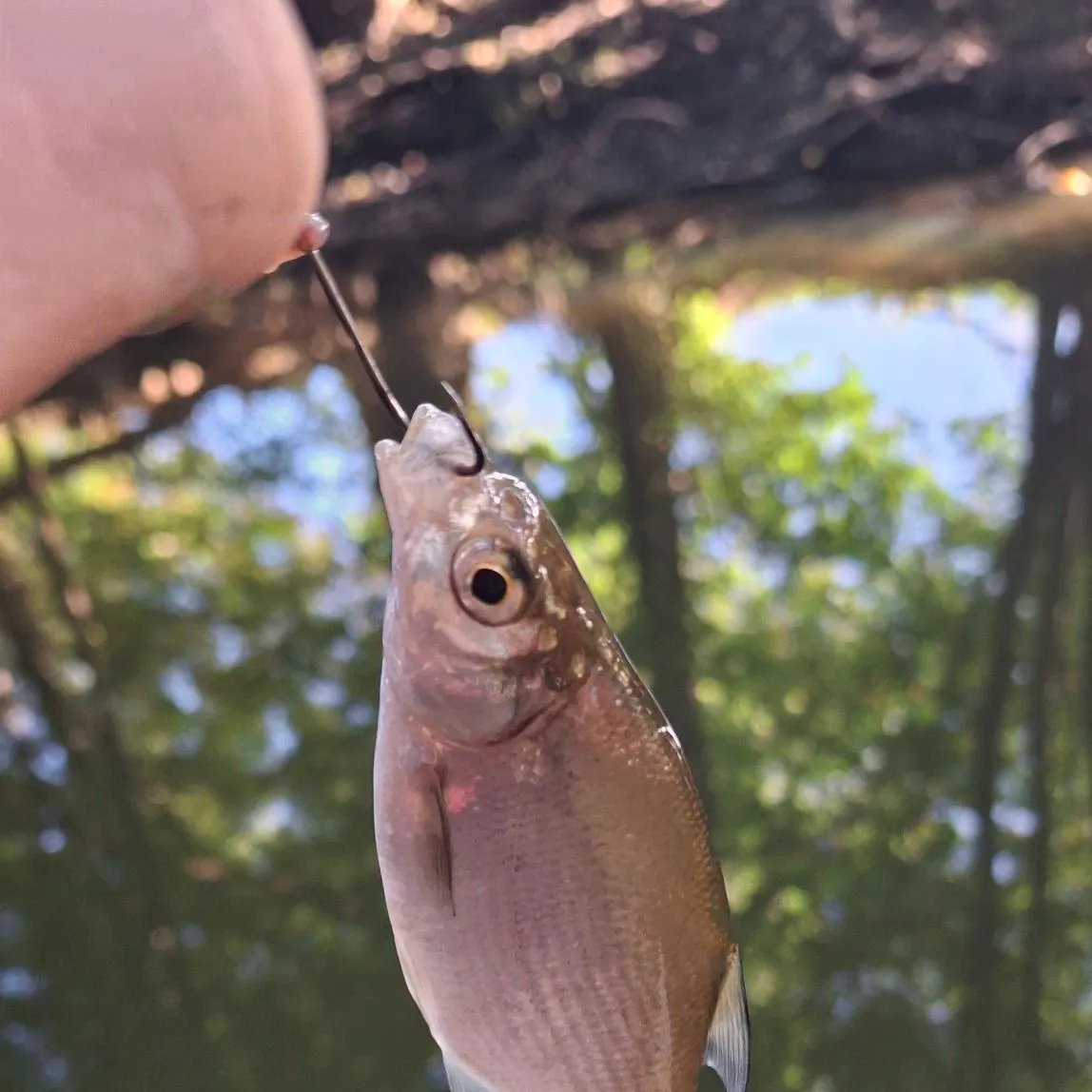 Common bream caught on Fishbrain