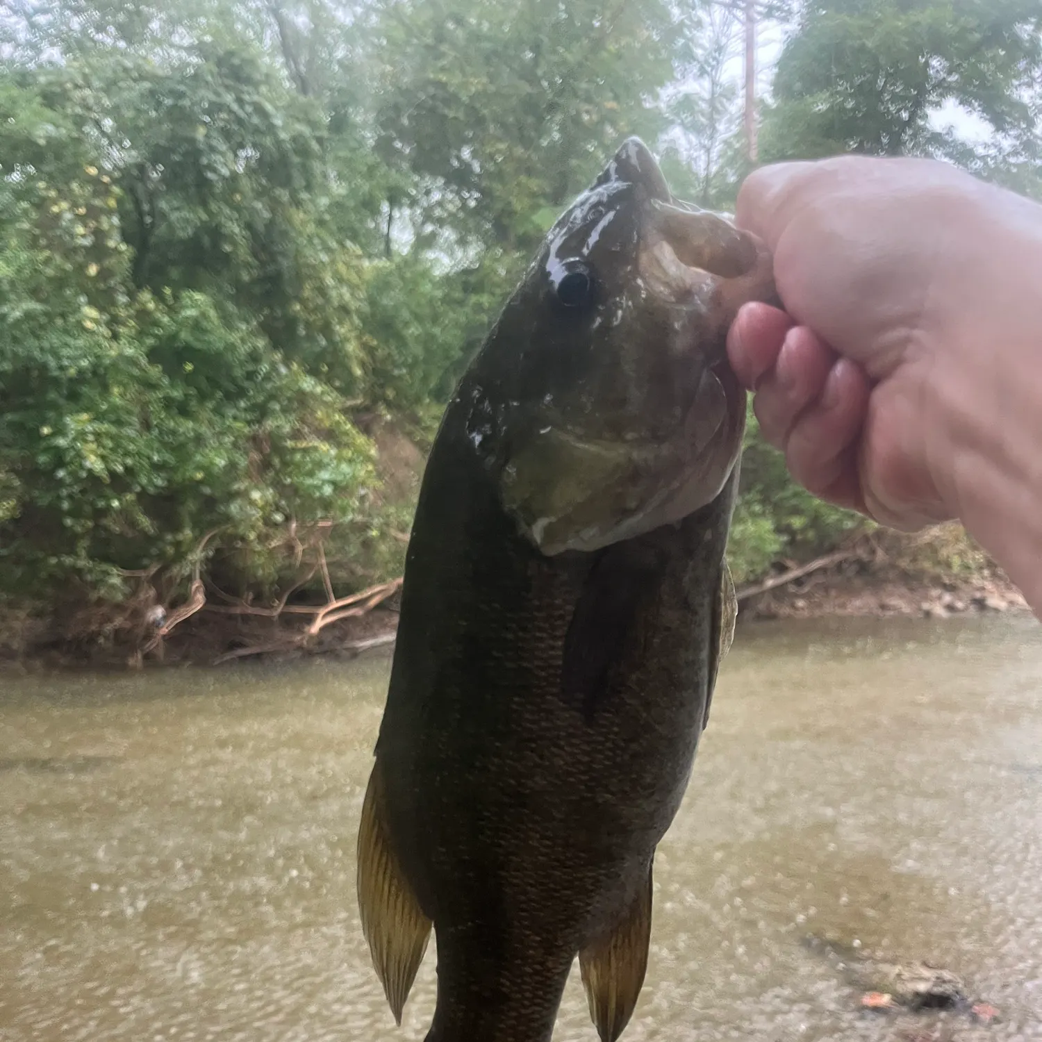 Smallmouth bass caught on Fishbrain