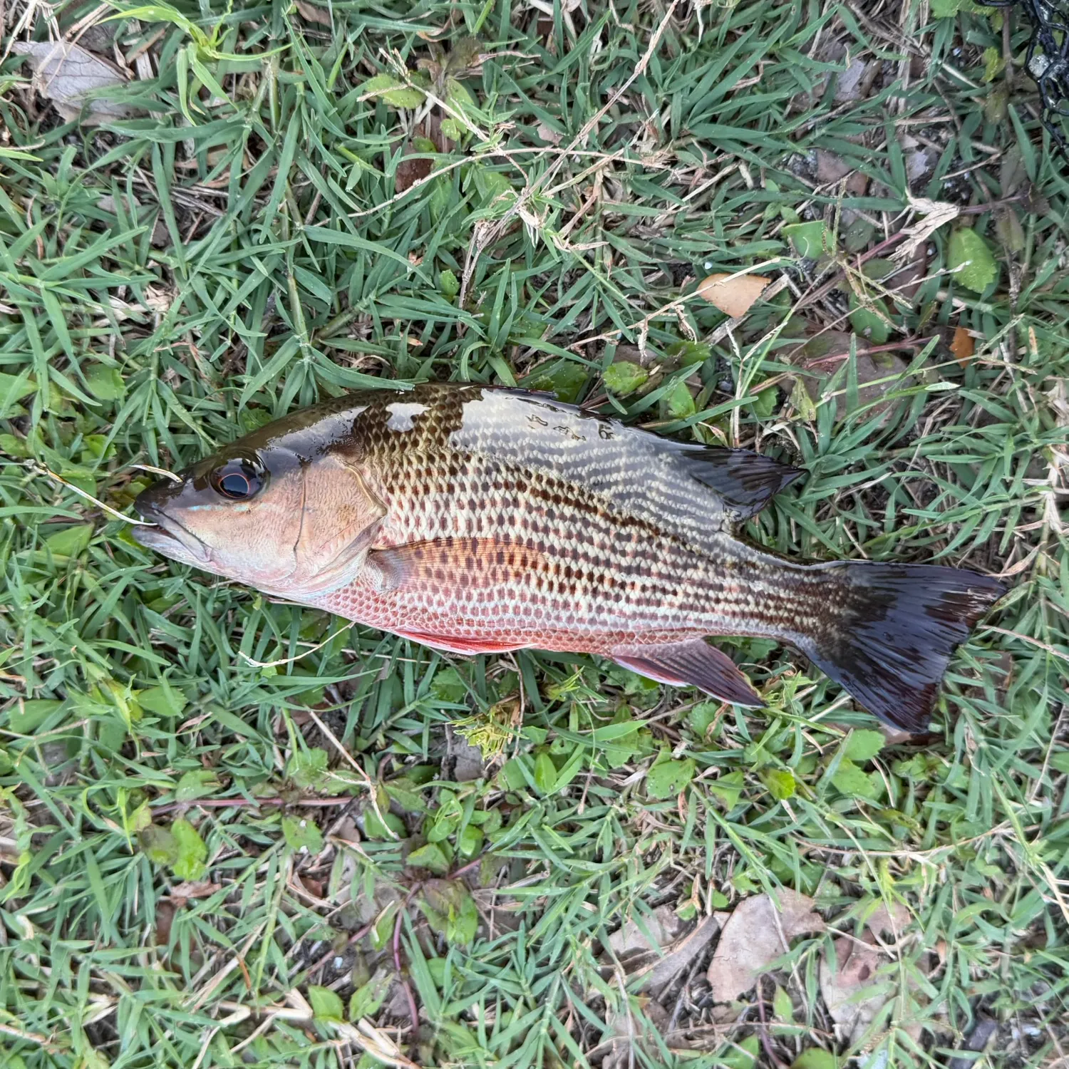 The most recent Mangrove snapper catches on Fishbrain
