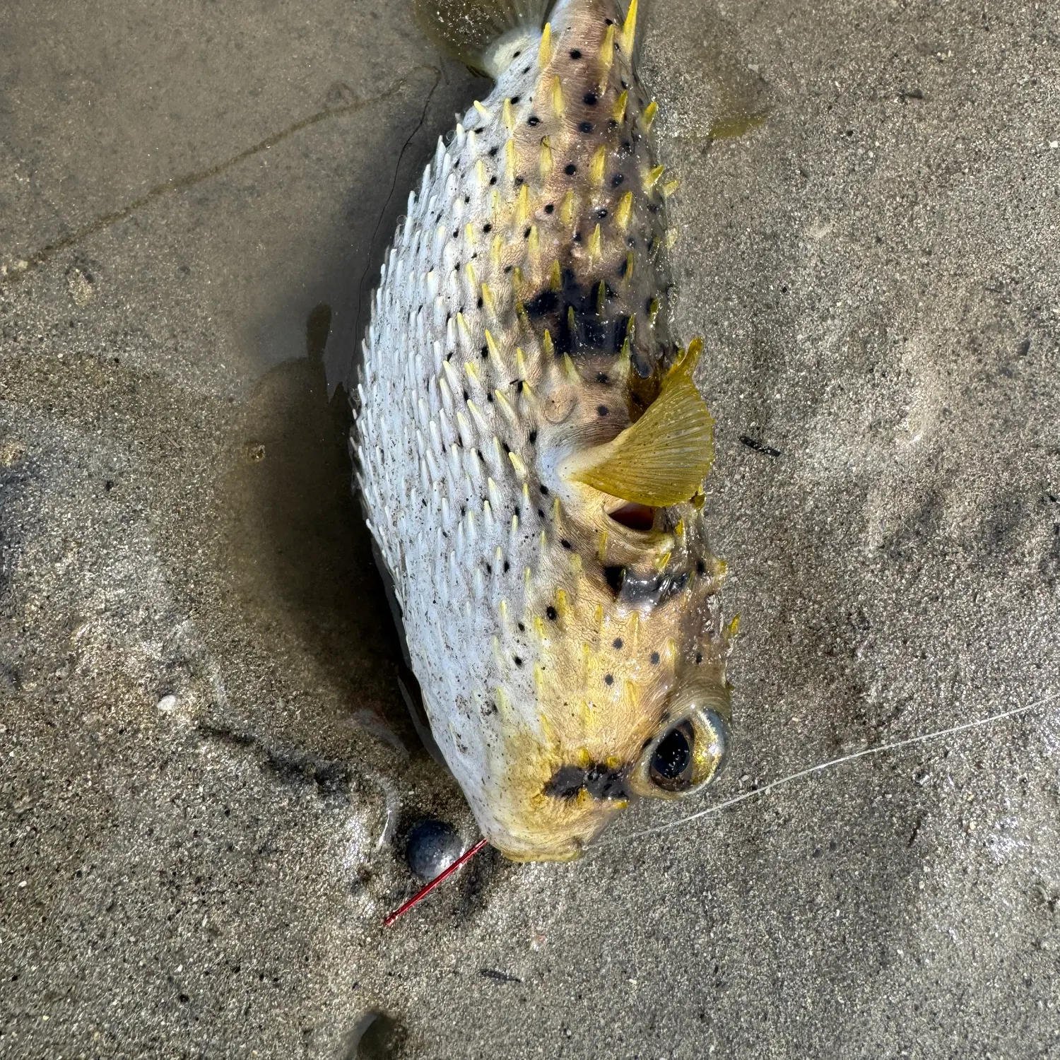 The most recent Spot-fin porcupinefish catches on Fishbrain