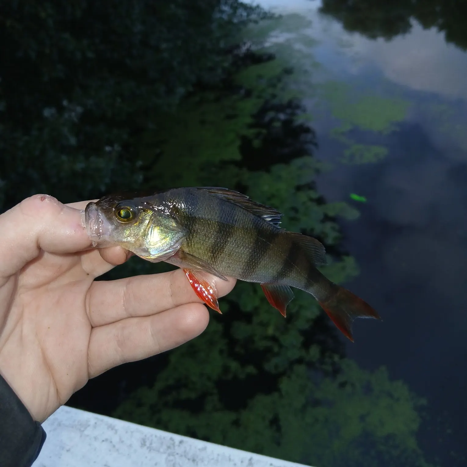 European perch caught on Fishbrain