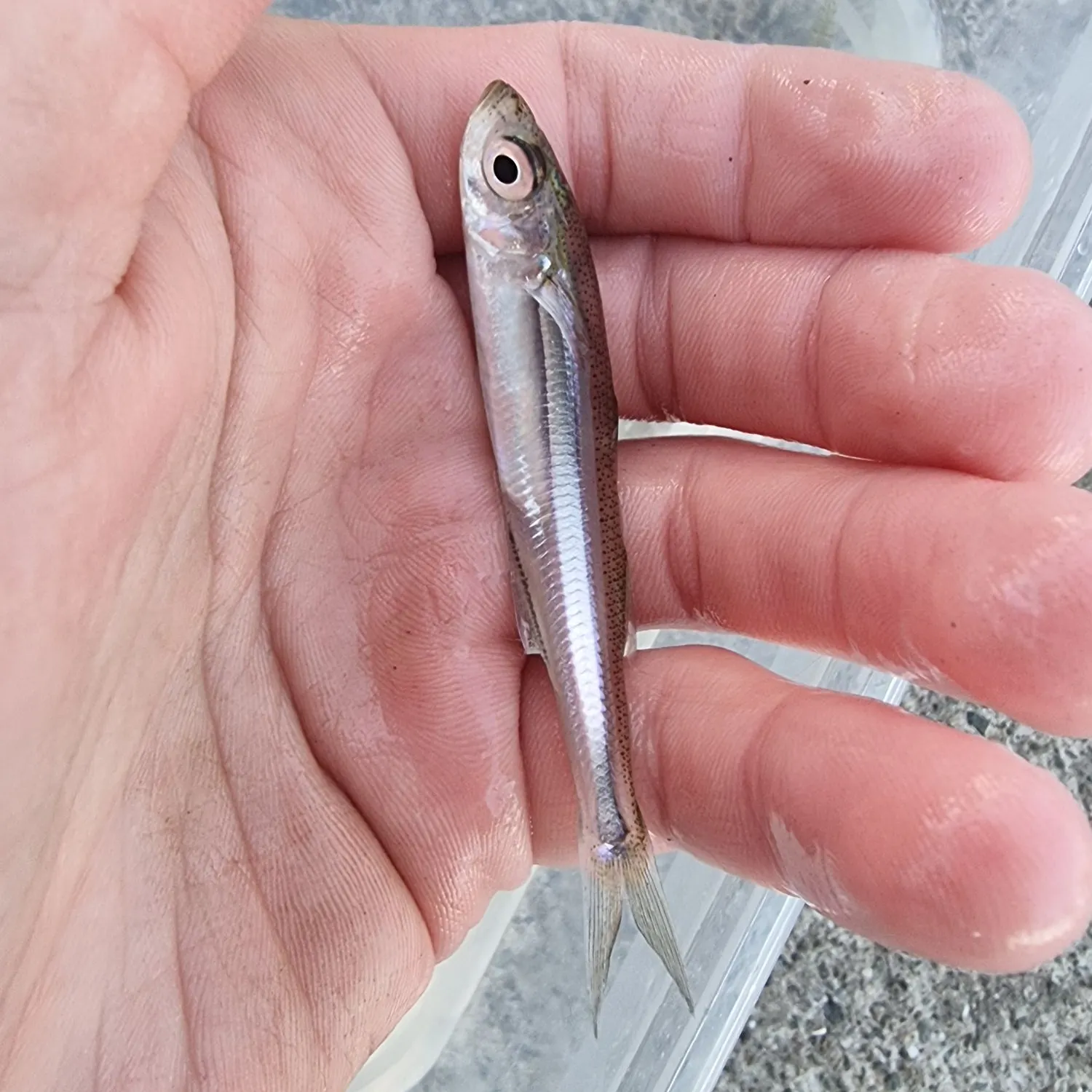 The most recent Sand smelt catches on Fishbrain