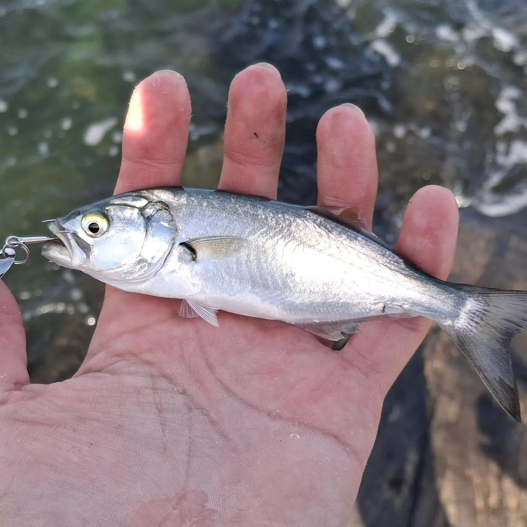 Bluefish caught on Fishbrain