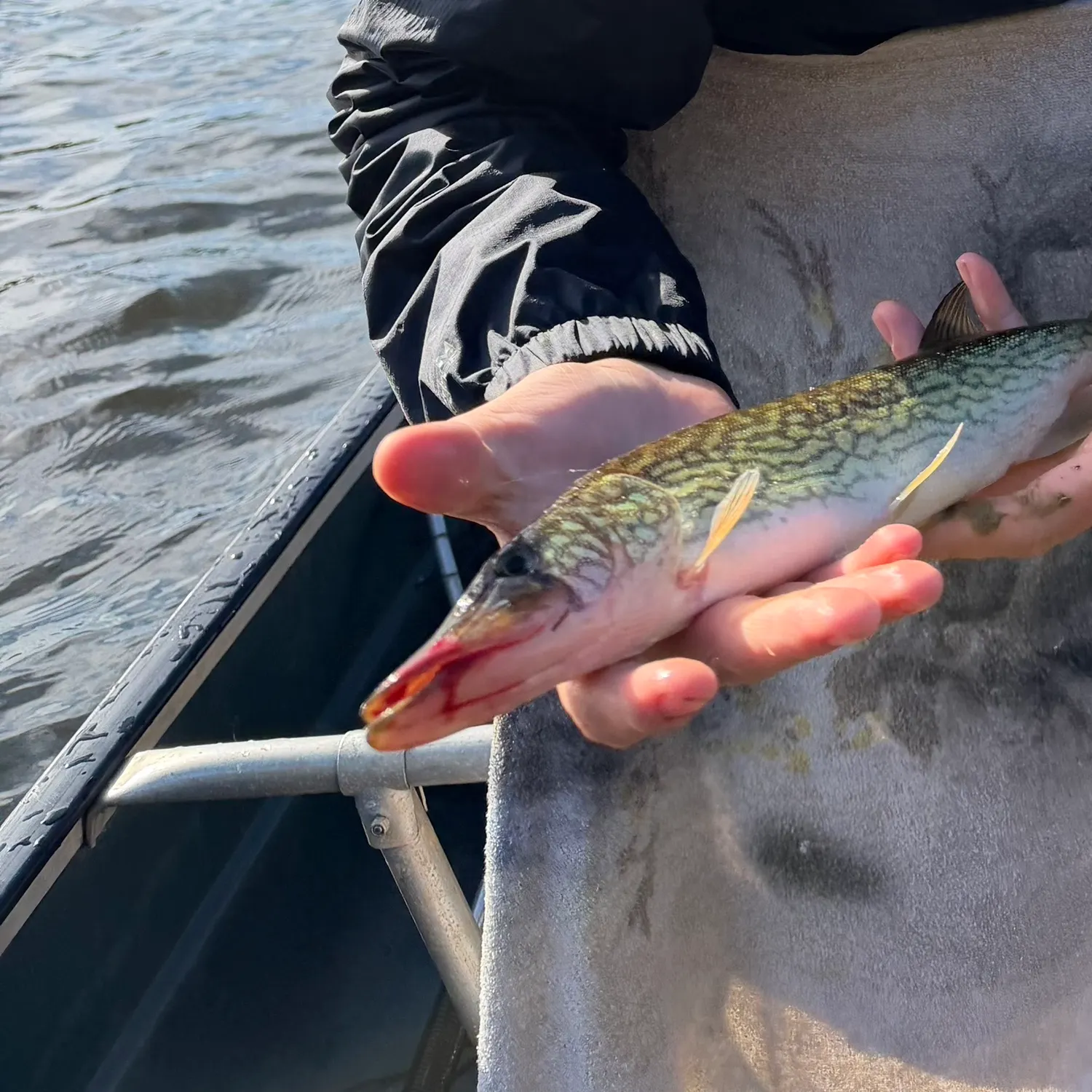 Chain pickerel caught on Fishbrain