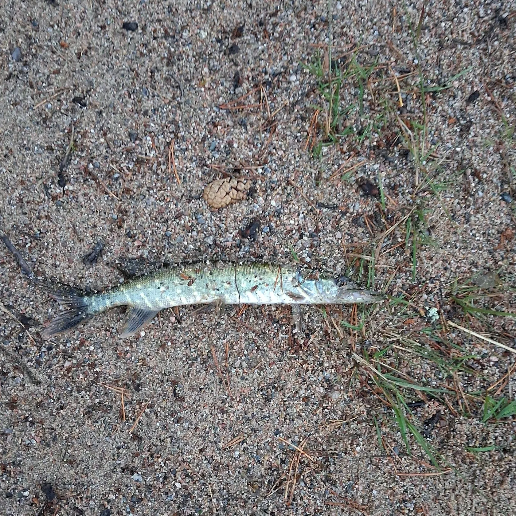 Northern pike caught on Fishbrain