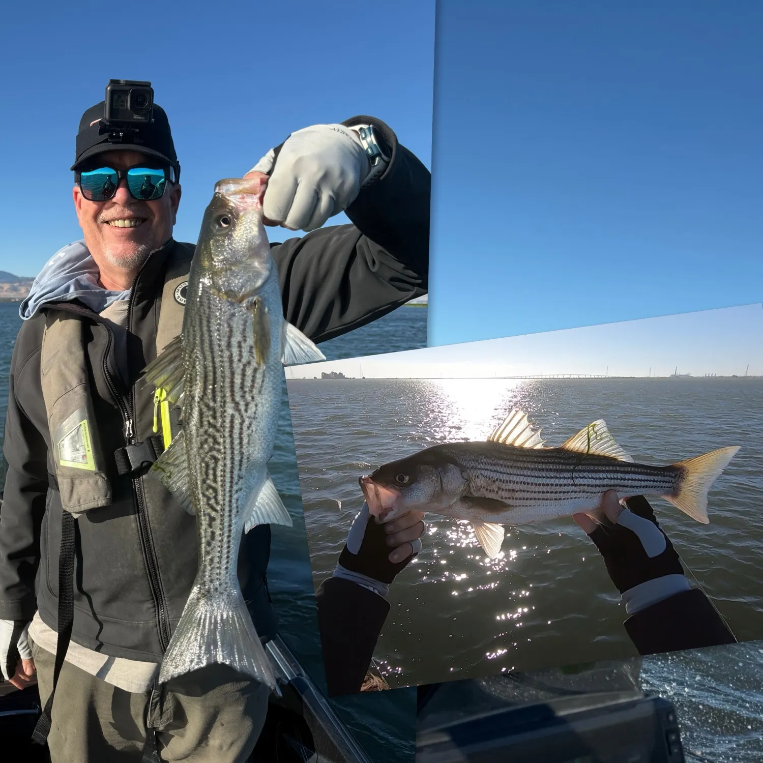 Striped bass caught on Fishbrain