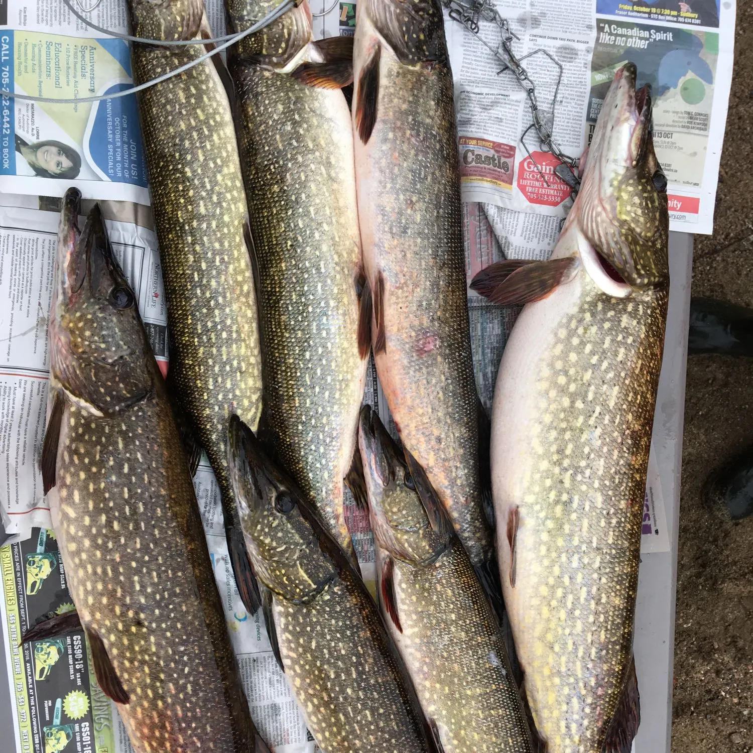 recently logged catches