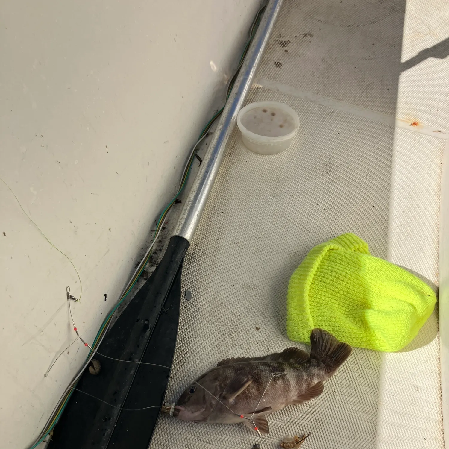 Tautog caught on Fishbrain