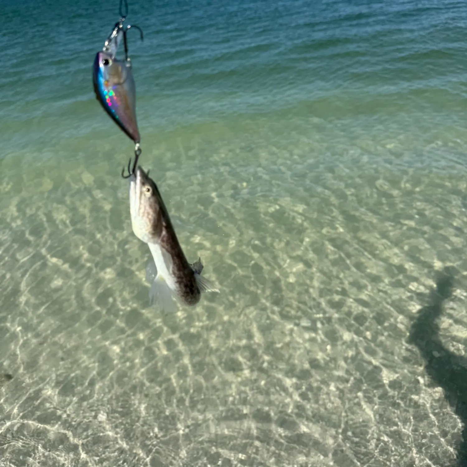 The most recent Inshore lizardfish catches on Fishbrain