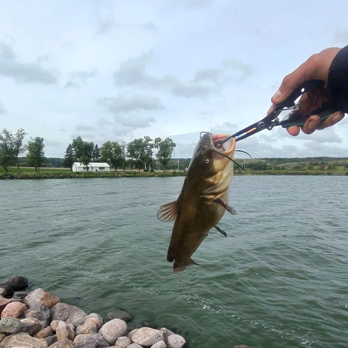 Black bullhead caught on Fishbrain