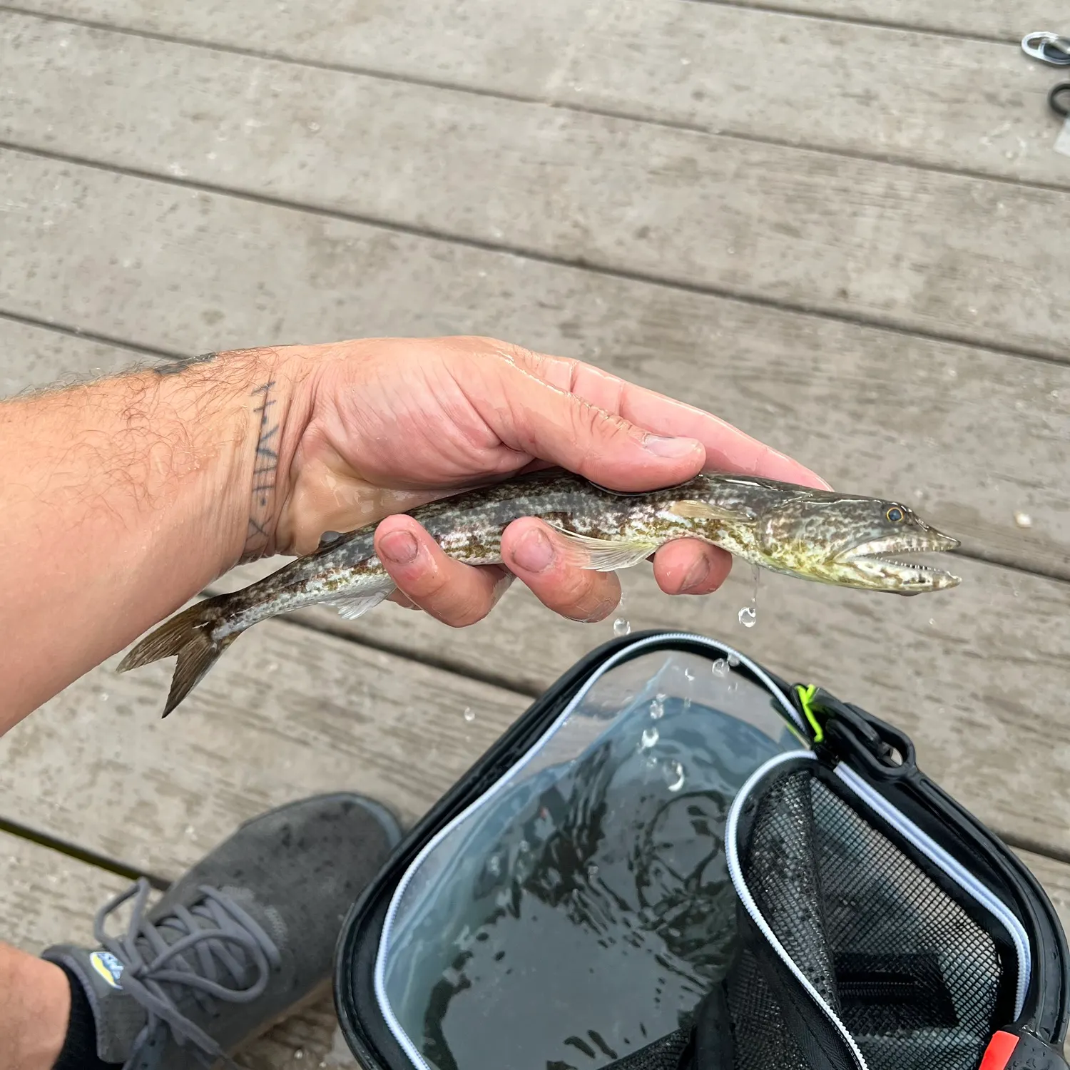 recently logged catches